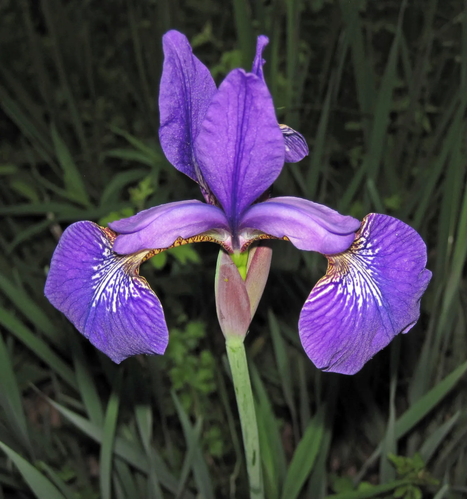 Iris Species (Iris Spp.) — reducing the risk of fungal diseases such as root rot.<br><br>Furthermore; intricate display.<br><br>Irises range in height
