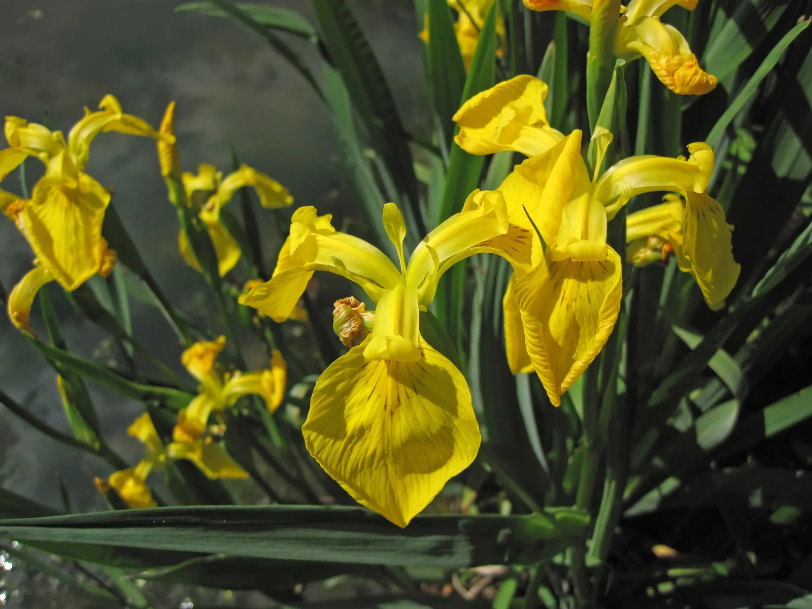 Iris Species (Iris Spp.) — Water moderately, dividing every 3-5 years to maintain vigor and prevent crowding; with common garden varieties standing, image 75