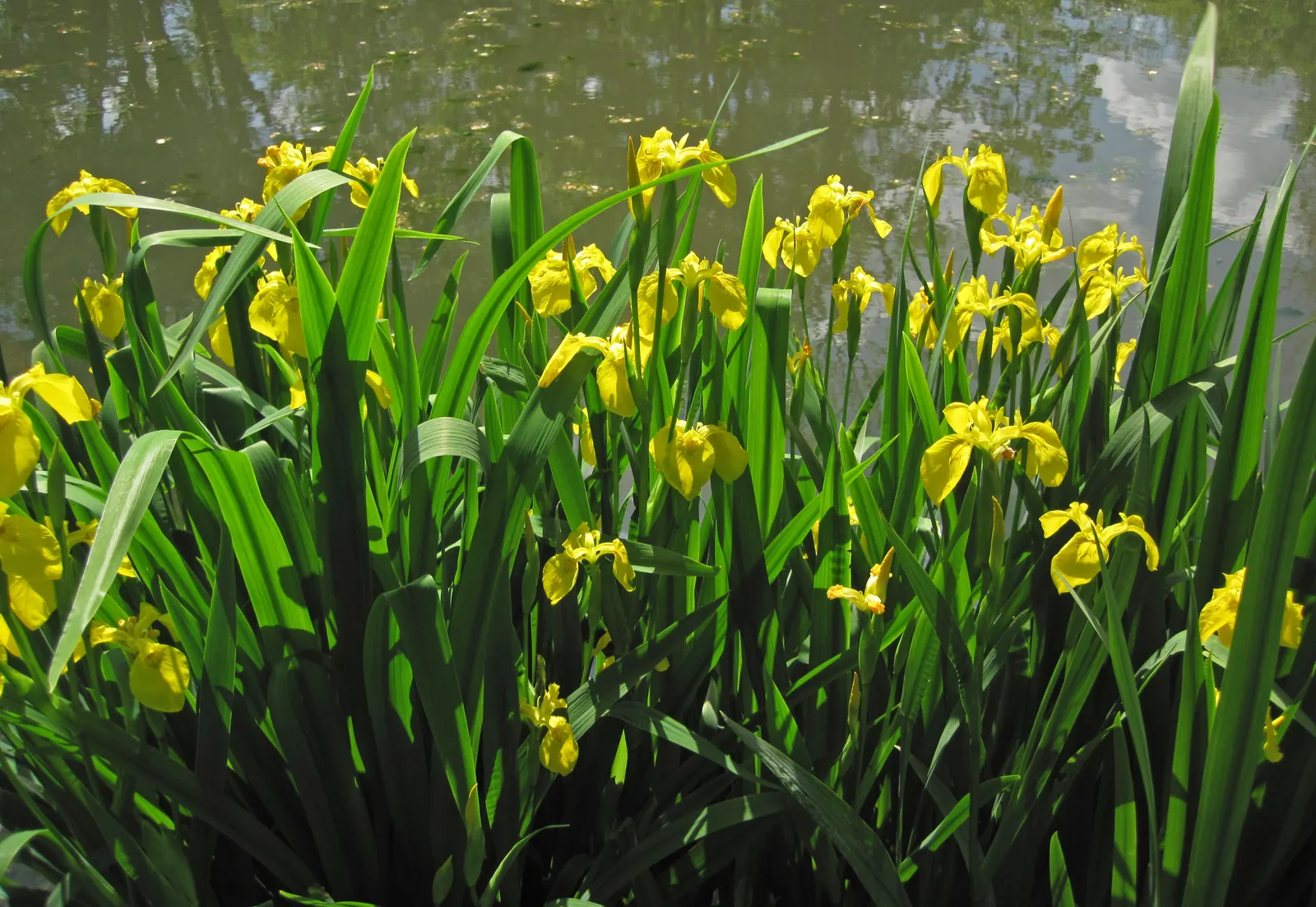 Iris Species (Iris Spp.) — perennial with gold and multi-colored and red and yellow blooms; the blooms are characterized by their unique structure, image 68