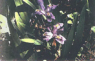 Iris Species (Iris Spp.) — These perennials range from 6 to 48 inches in height, thriving in USDA zones 3-9