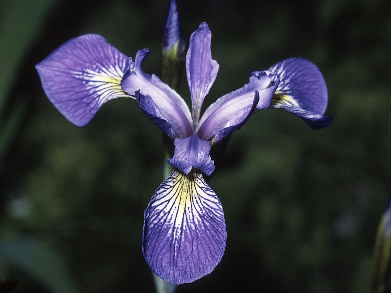 Iris Species (Iris Spp.) — a captivating genus with diverse species