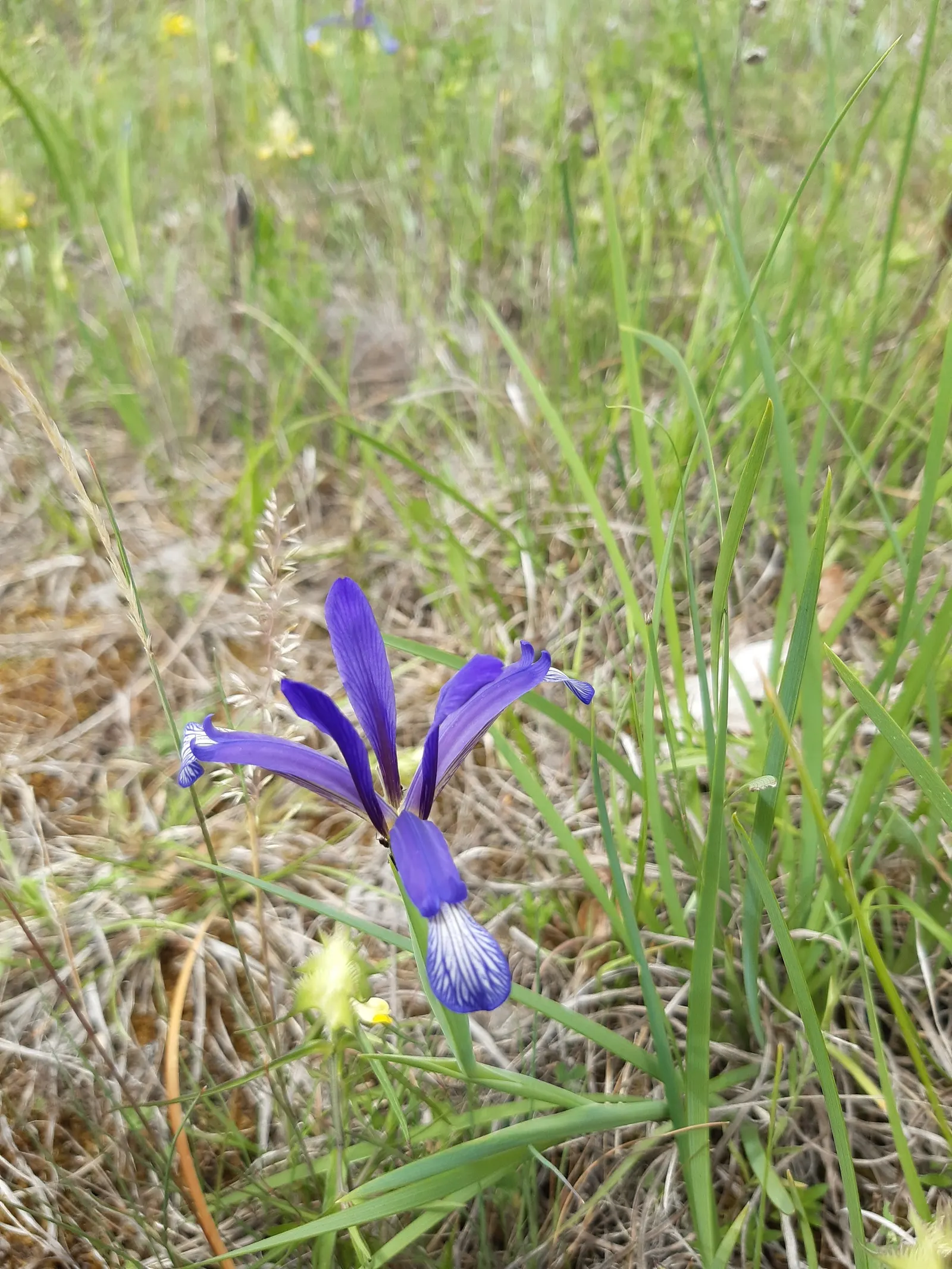 Iris Species (Iris Spp.) — intricate display.<br><br>Irises range in height; iris flowers come in an array of colors including purples, image 84