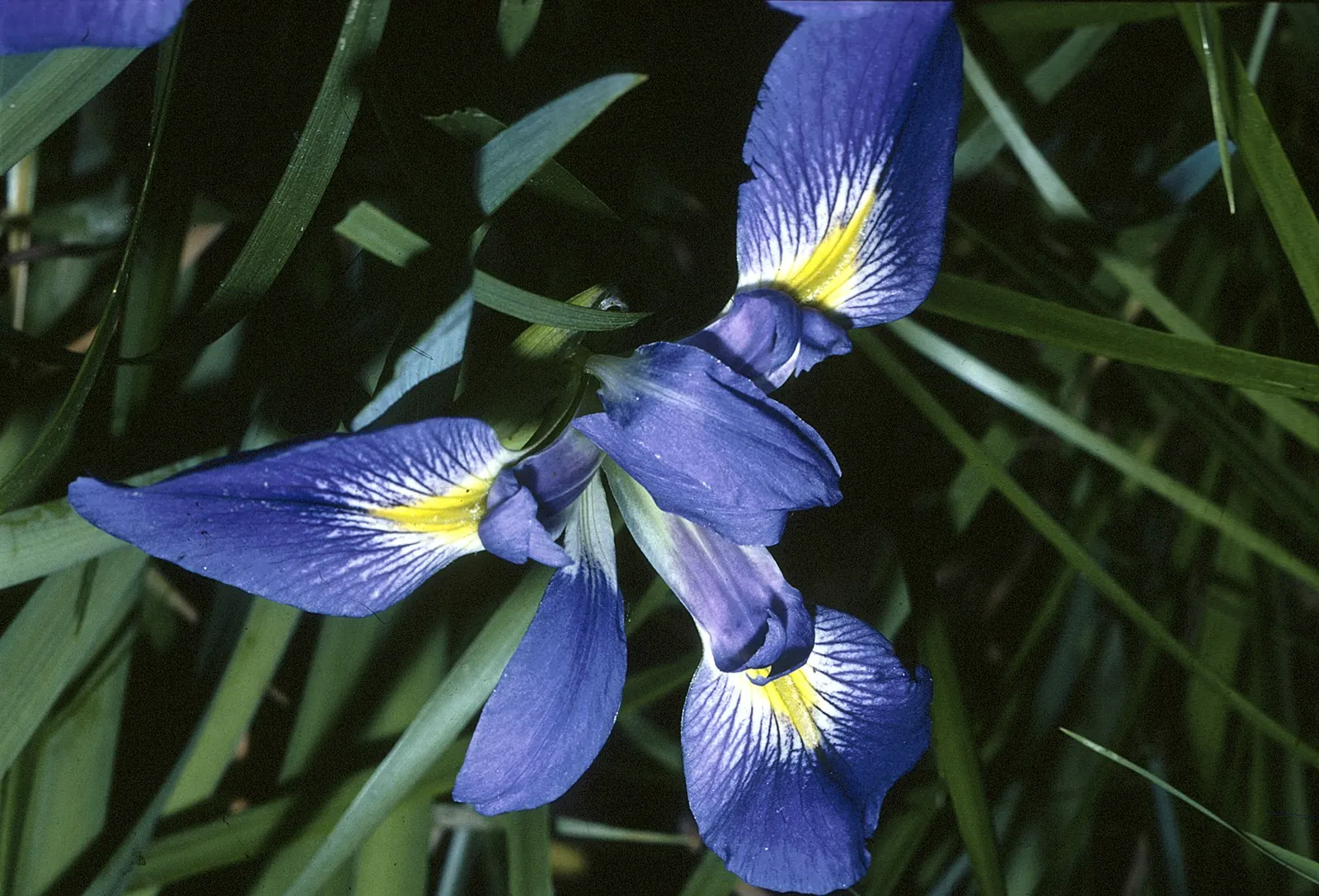 Iris Species (Iris Spp.) — These perennials range from 6 to 48 inches in height, thriving in USDA zones 3-9; and even bicolored options