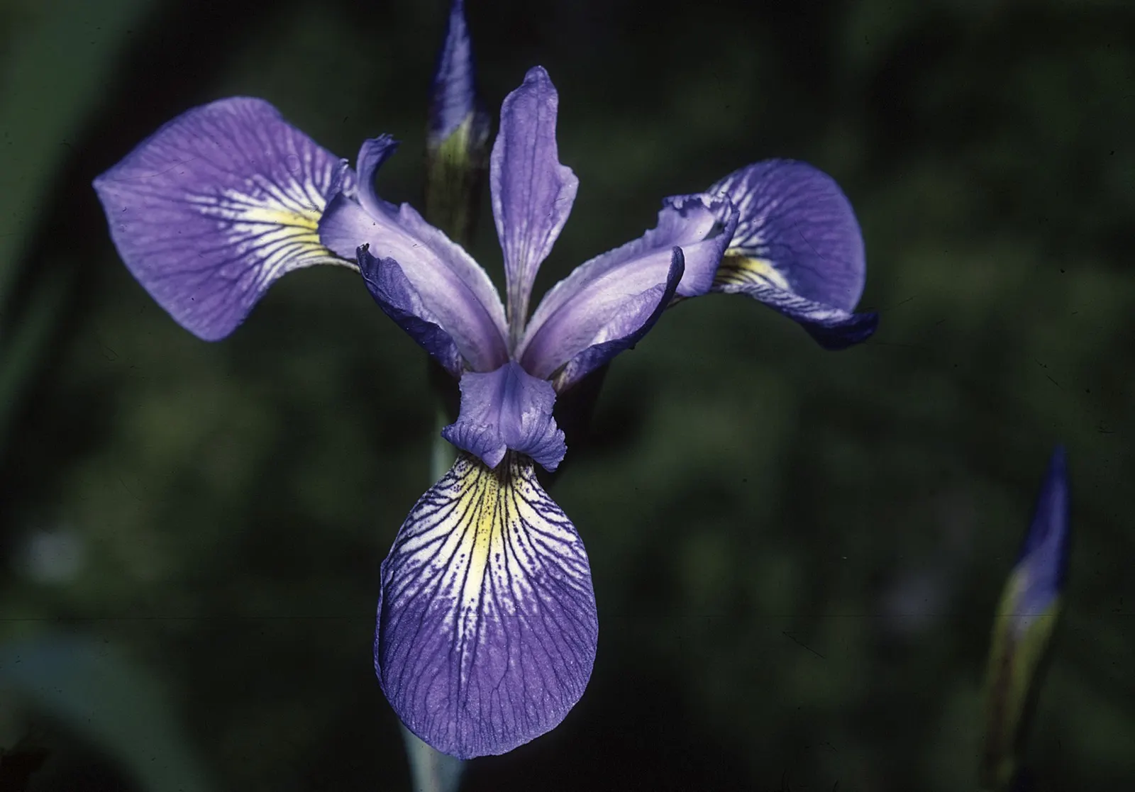 Iris Species (Iris Spp.) — a captivating genus with diverse species; perennial for full or half