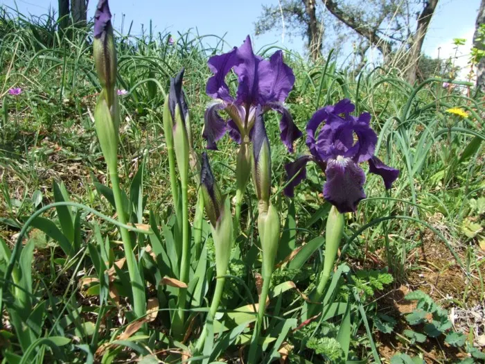 Iris Species (Iris Spp.) — perennial with gold and multi-colored and red and yellow blooms