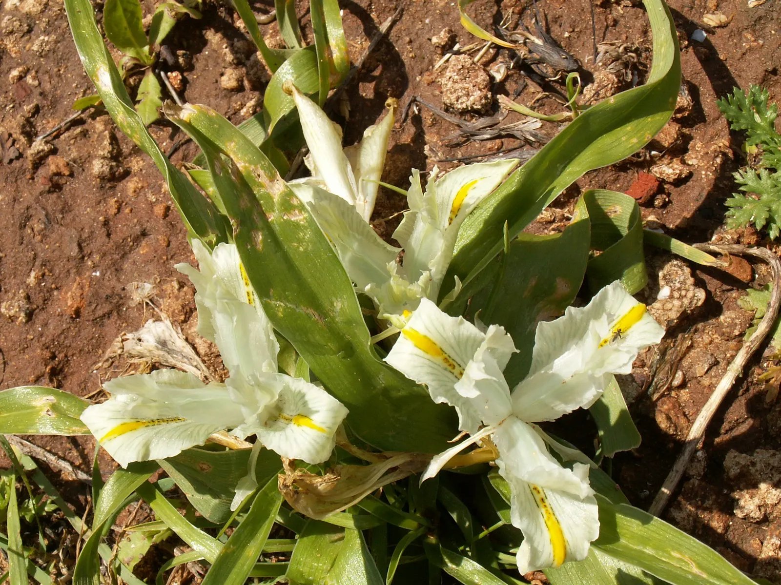 Iris Species (Iris Spp.) — reducing the risk of fungal diseases such as root rot.<br><br>Furthermore