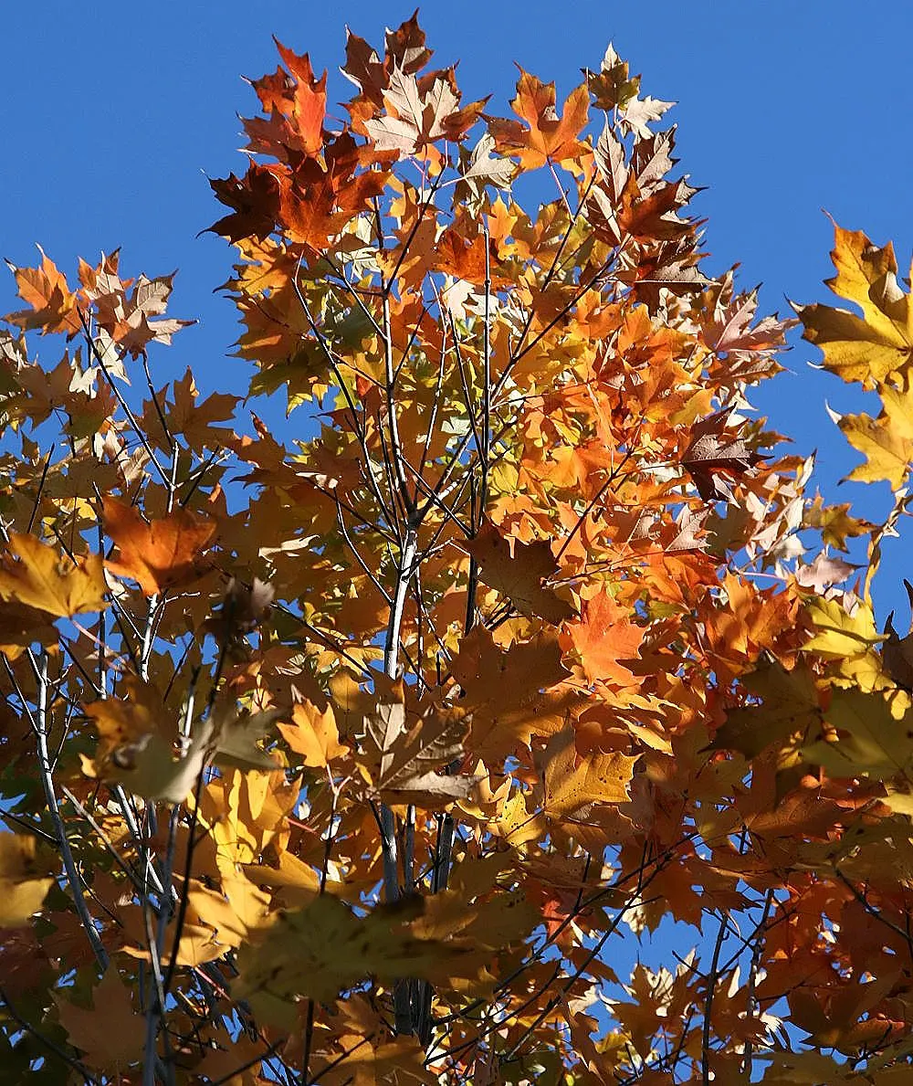 Legacy Sugar Maple (Acer Saccharum 'Legacy') — Mature height reaches 50 feet with a 40-foot spread