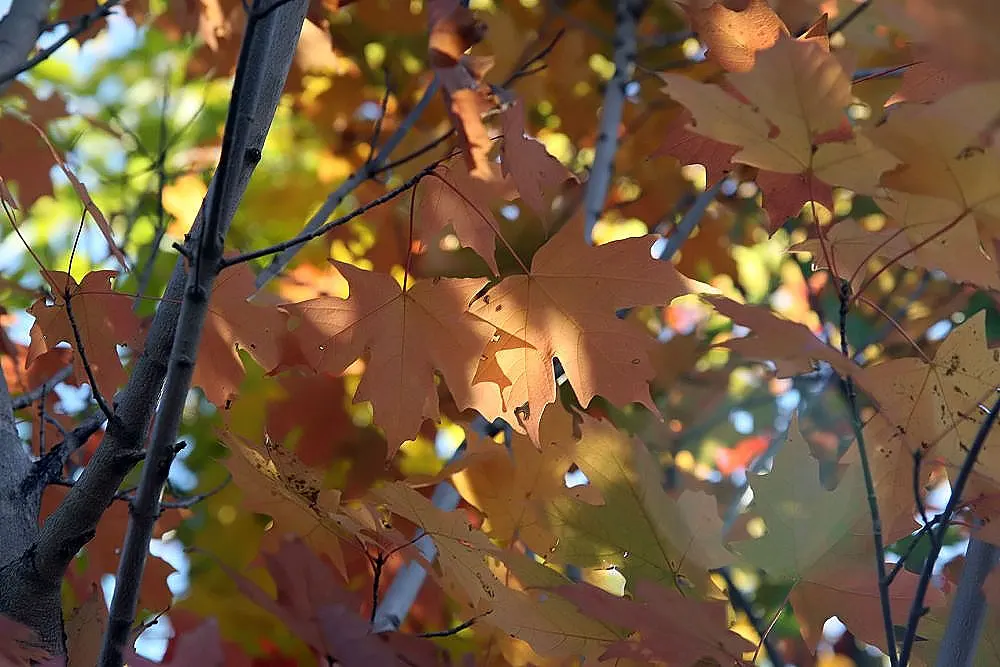 Legacy Sugar Maple (Acer Saccharum 'Legacy') — Prefers well-drained soil and full sun to part shade