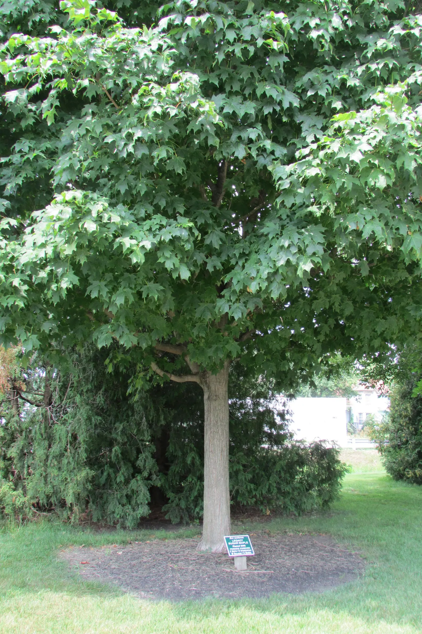 Legacy Sugar Maple (Acer Saccharum 'Legacy') — The Acer saccharum 'Legacy' is a hardy and resilient Sugar Maple cultivar