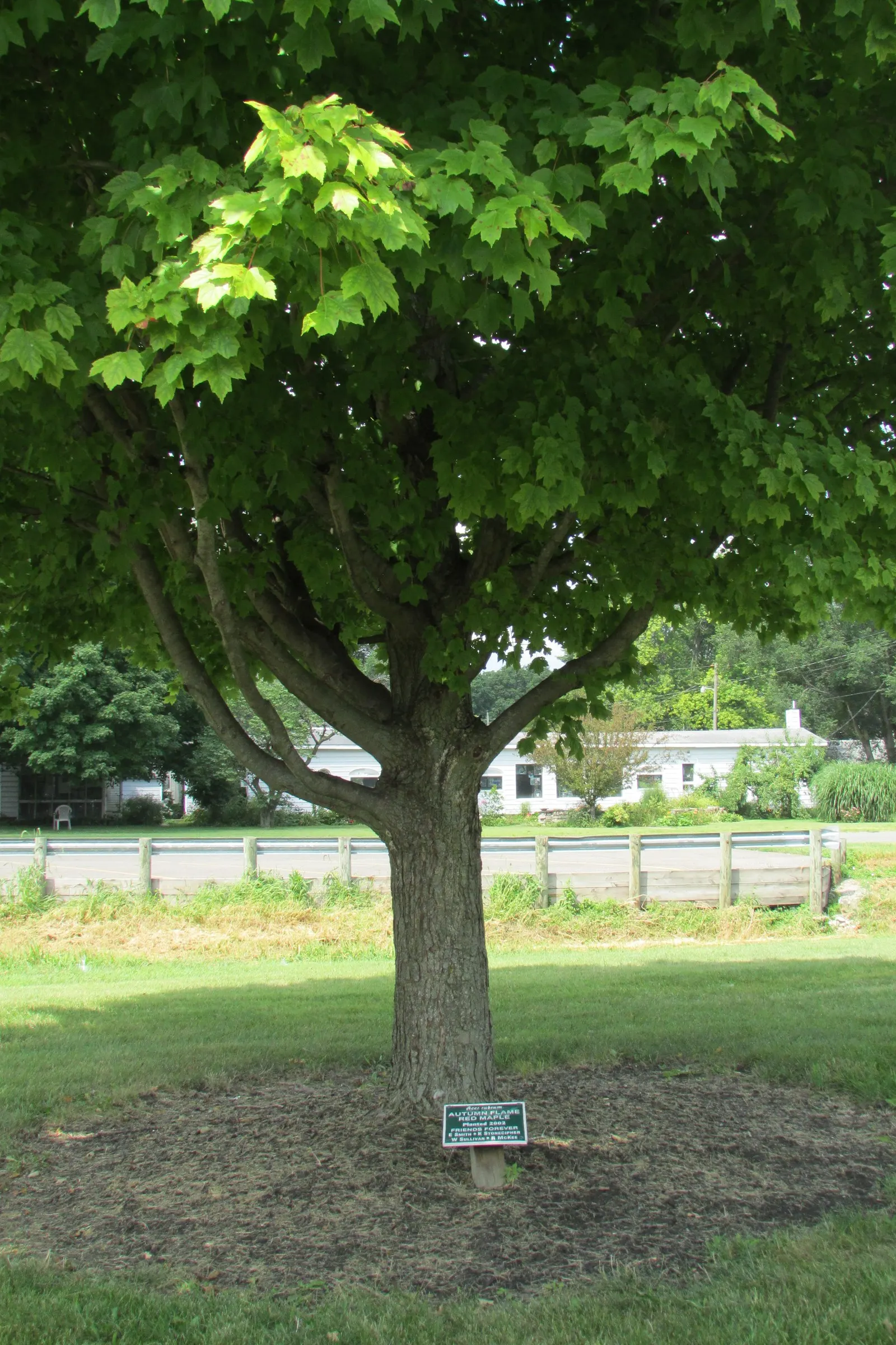Legacy Sugar Maple (Acer Saccharum 'Legacy') — renowned for its glossy green leaves resistant to leaf tatter and drought