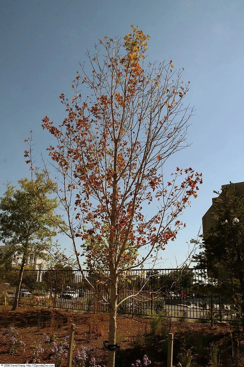 Legacy Sugar Maple (Acer Saccharum 'Legacy') — An excellent choice for standout autumnal displays in temperate landscapes