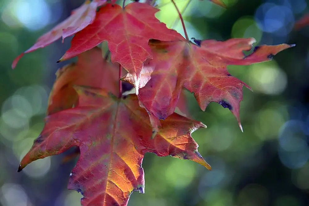 Legacy Sugar Maple (Acer Saccharum 'Legacy') — This deciduous tree offers brilliant fall colors ranging from orange to red