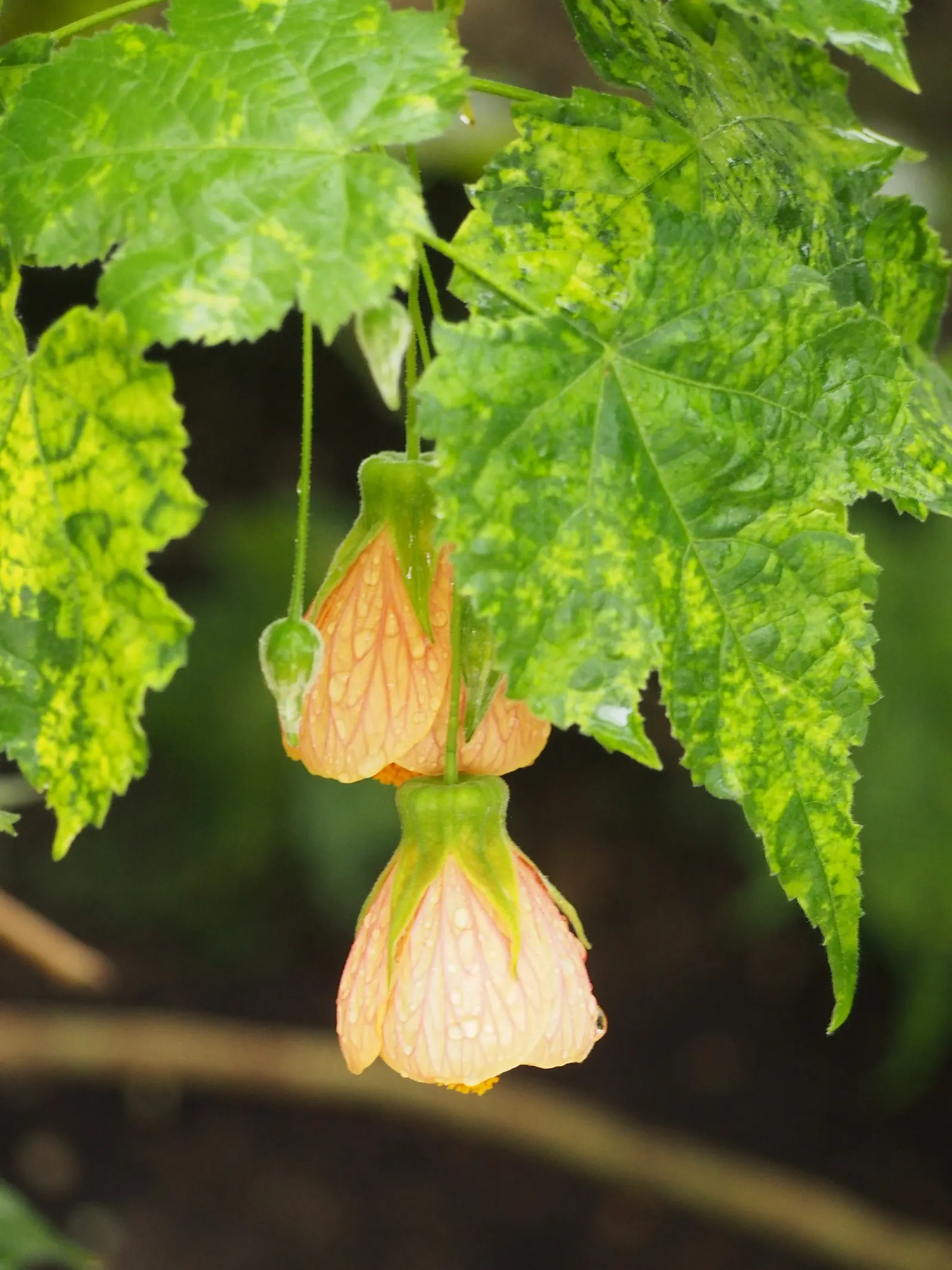 Thompson Flowering Maple (Abutilon Pictum 'Thompsonii') — This variegated cultivar stands out in any landscape design
