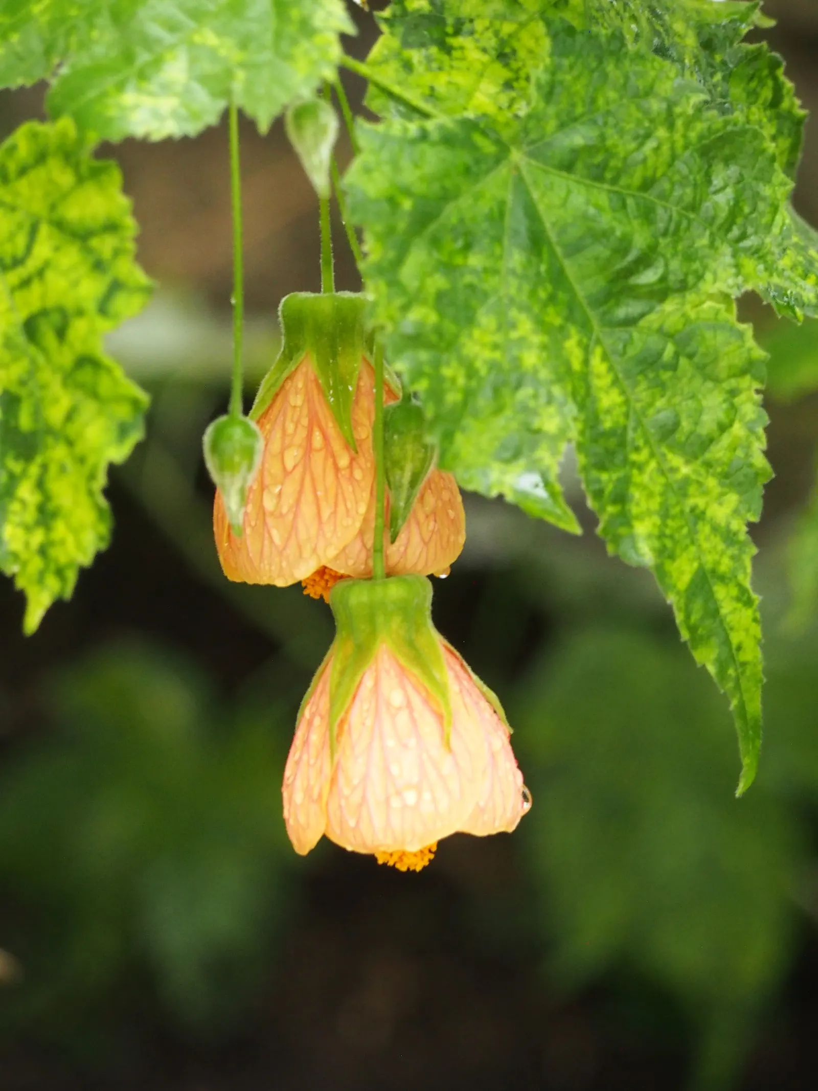 Thompson Flowering Maple (Abutilon Pictum 'Thompsonii') — mounded silhouette.<br><br>Its foliage is a spectacle of green heart-shaped leaves
