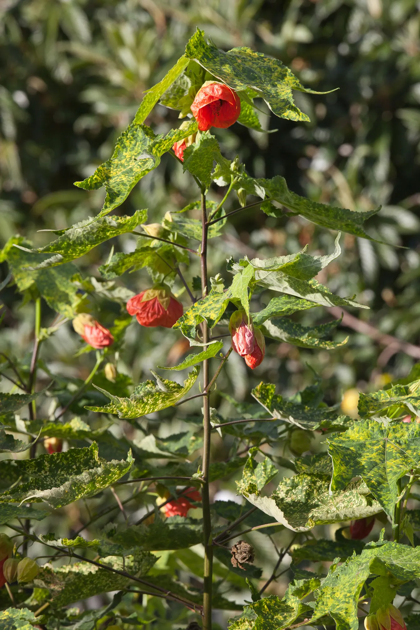 Thompson Flowering Maple (Abutilon Pictum 'Thompsonii') — Pruning maintains shape, encouraging lush foliage and floriferous display