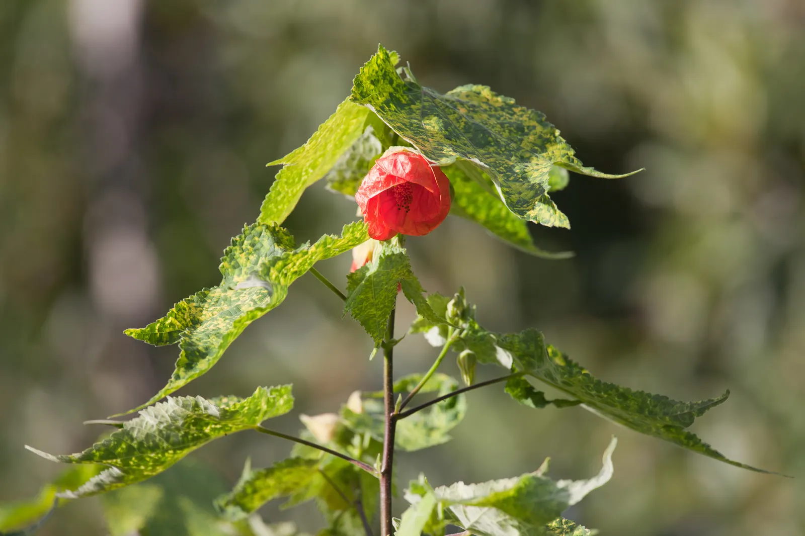 Thompson Flowering Maple (Abutilon Pictum 'Thompsonii') — reigns as a cherished ornamental shrub with its maple-like leaves and unique