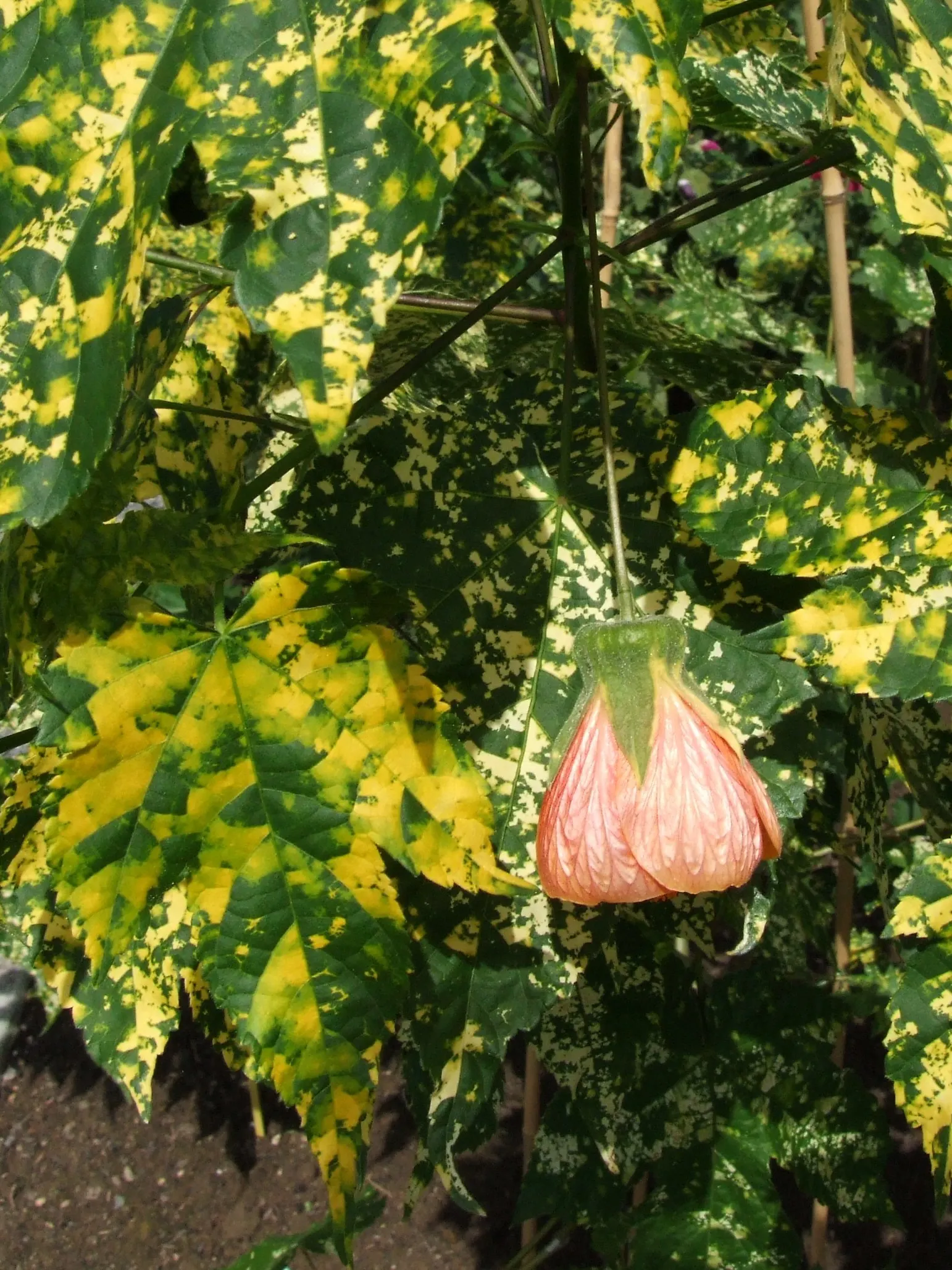 Thompson Flowering Maple (Abutilon Pictum 'Thompsonii') — These leaves measure about 3-6 inches in diameter