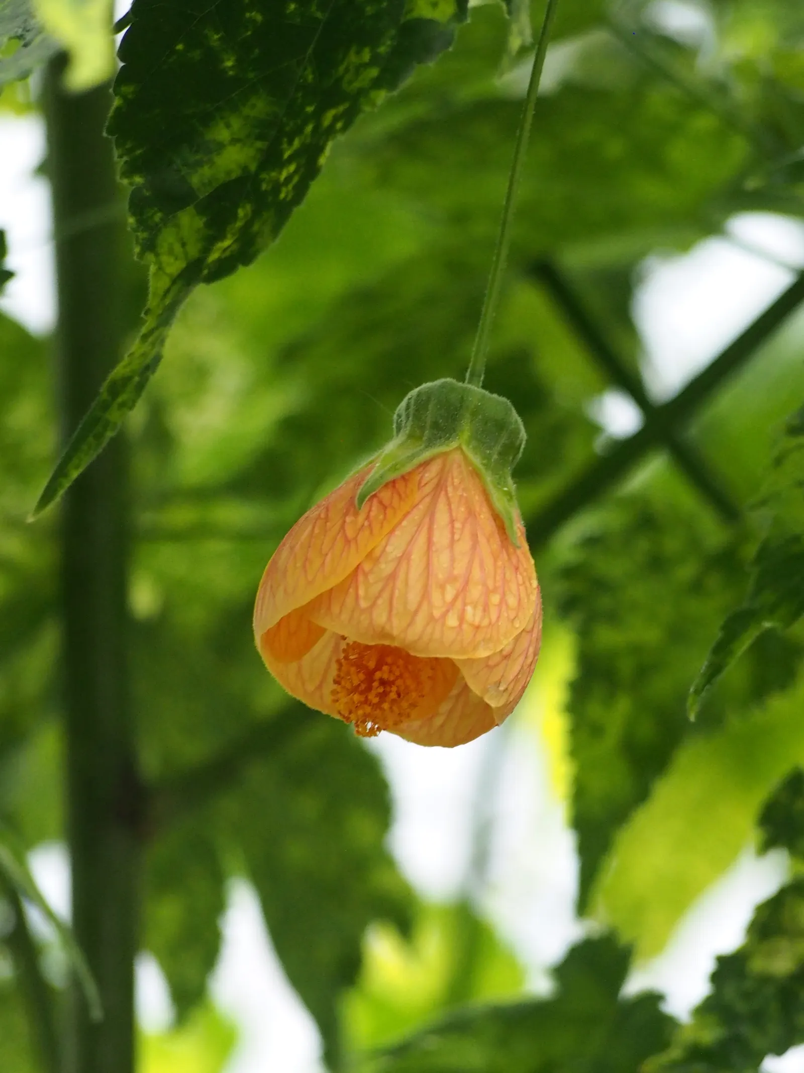 Thompson Flowering Maple (Abutilon Pictum 'Thompsonii') — distinctively mottled with splashes of yellow