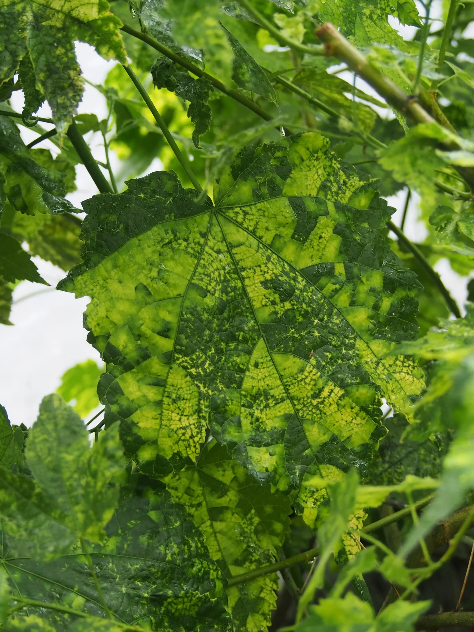 Thompson Flowering Maple (Abutilon Pictum 'Thompsonii') — reaching an average height of 8-10 feet with a similar spread