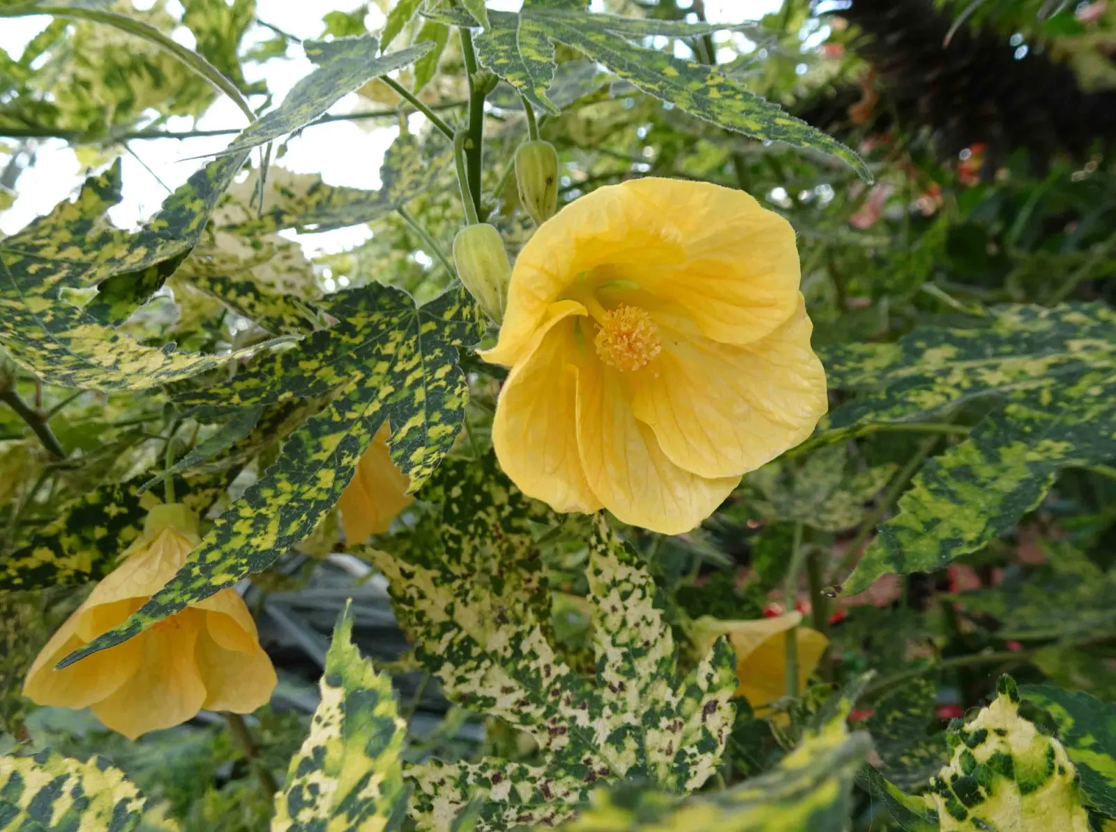 Thompson Flowering Maple (Abutilon Pictum 'Thompsonii') — scientifically known as Abutilon pictum 'Thompsonii'