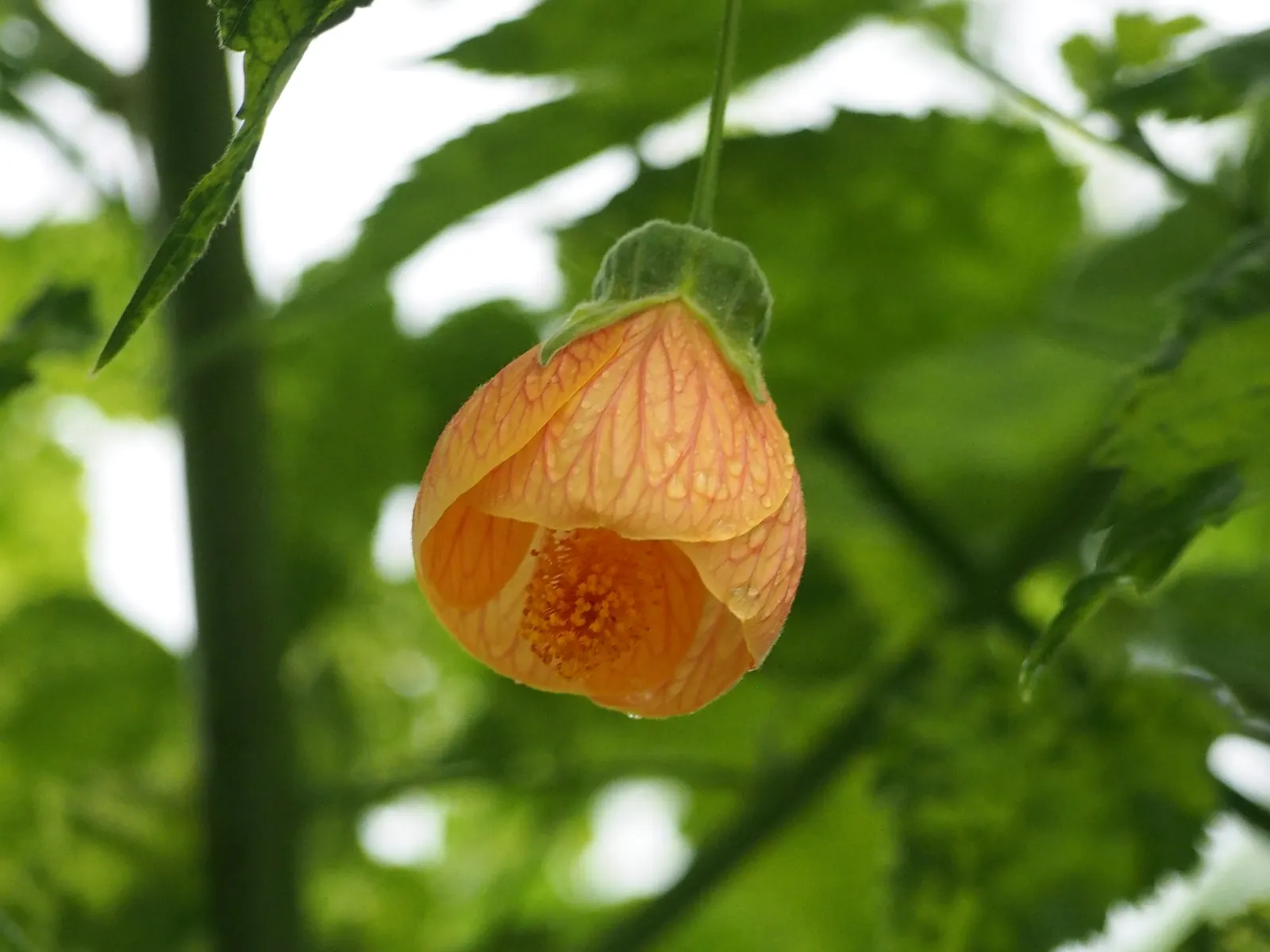 Thompson Flowering Maple (Abutilon Pictum 'Thompsonii') — Thompson Flowering Maple (Abutilon pictum 'Thompsonii') dazzles with variegated