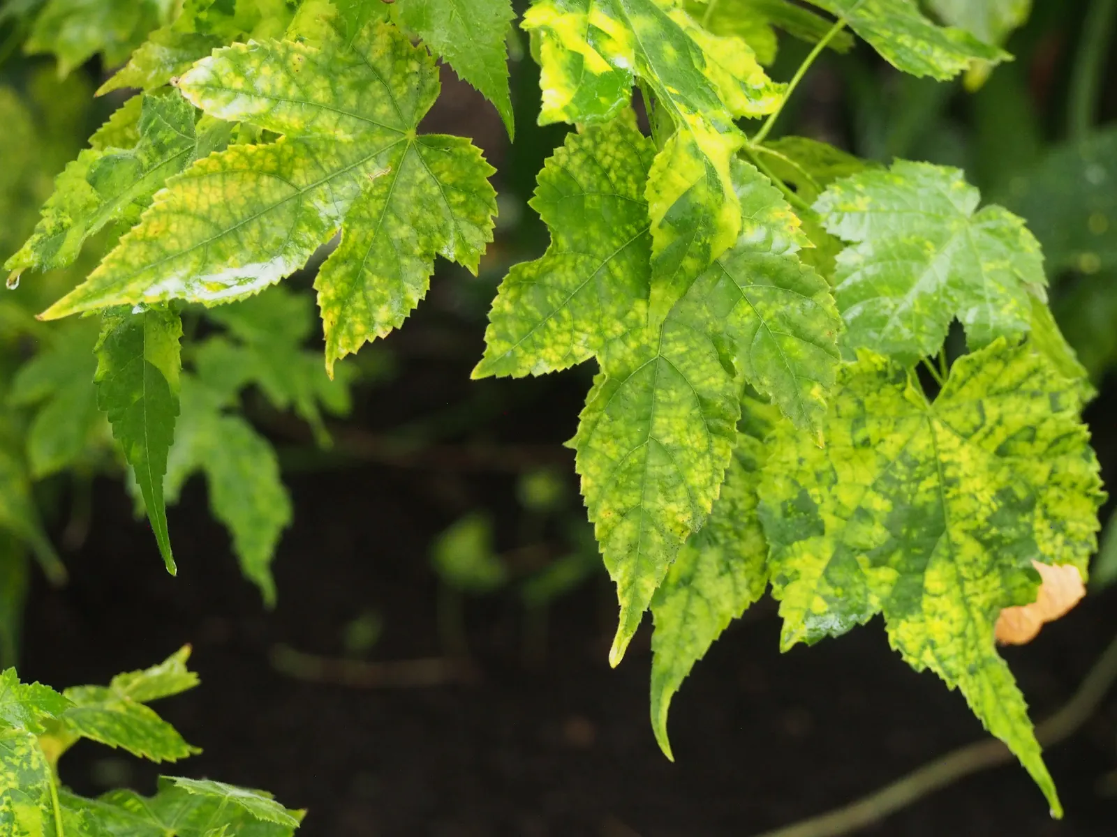 Thompson Flowering Maple (Abutilon Pictum 'Thompsonii') — adding a luminous contrast against other green plants in the garden