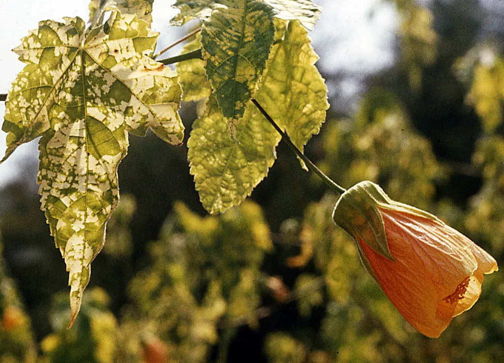 Thompson Flowering Maple (Abutilon Pictum 'Thompsonii') — Hardy to USDA zones 9-10, it thrives in well-draining soil