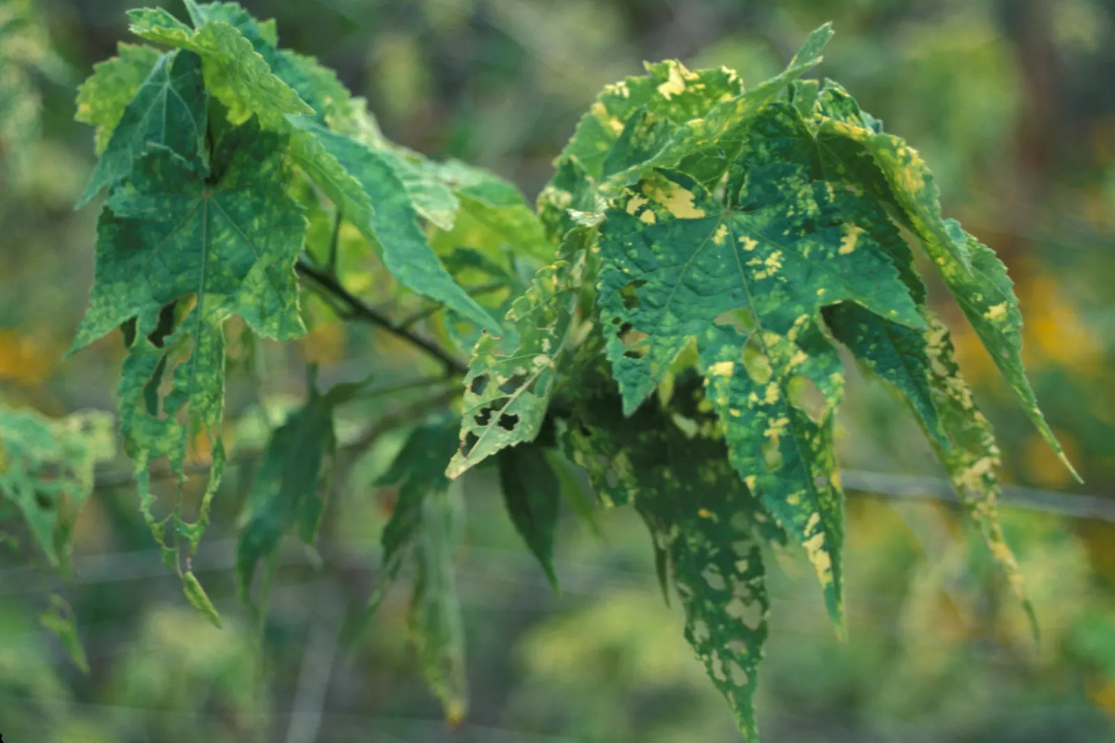 Thompson Flowering Maple (Abutilon Pictum 'Thompsonii') — This evergreen shrub reaches up to 8-10 ft tall and 6-8 ft wide, preferring full sun to partial shade