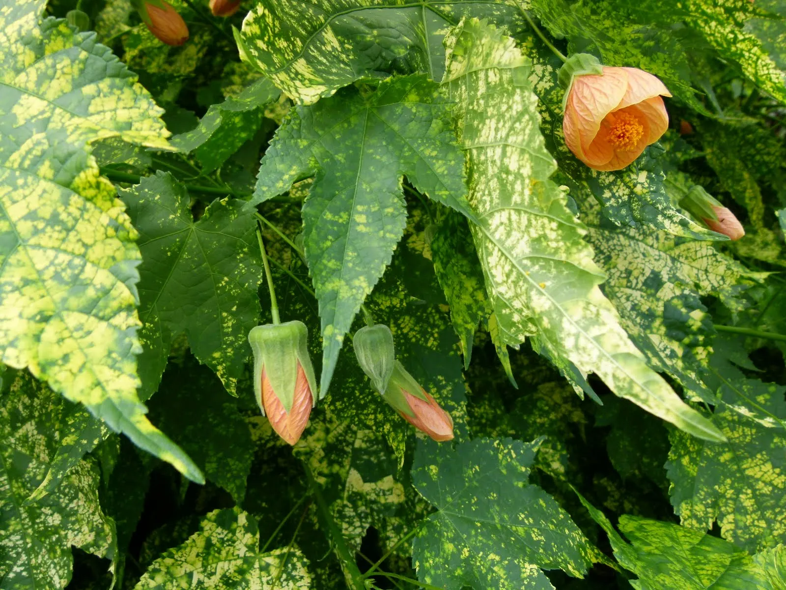 Thompson Flowering Maple (Abutilon Pictum 'Thompsonii') — maple-like leaves and bell-shaped