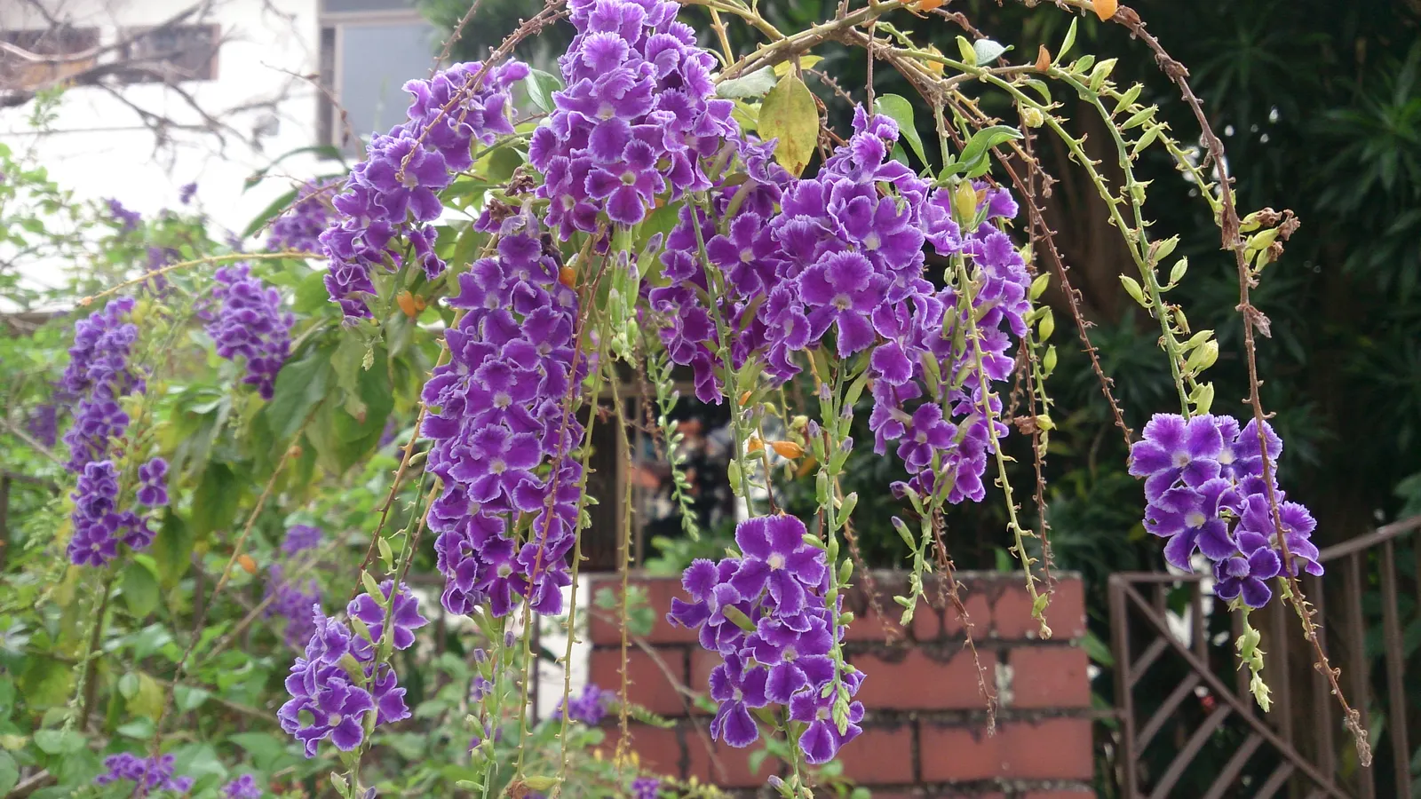 Sapphire Showers Sky Flower (Duranta Erecta 'Sapphire Showers') — fertile soil and benefits from regular watering