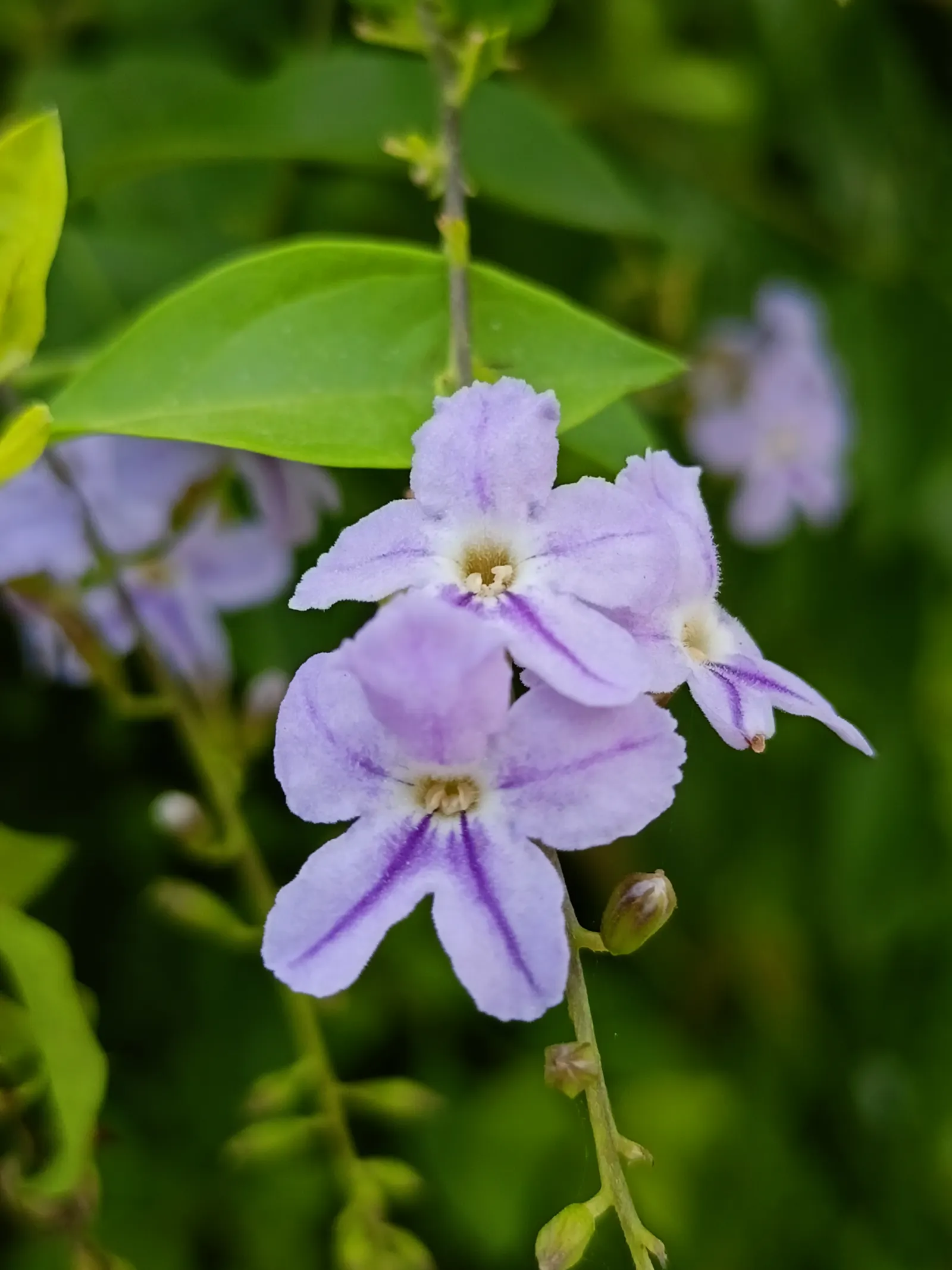 Sapphire Showers Sky Flower (Duranta Erecta 'Sapphire Showers') — Small golden berries follow the blooms, adding interest but take caution as they, image 28