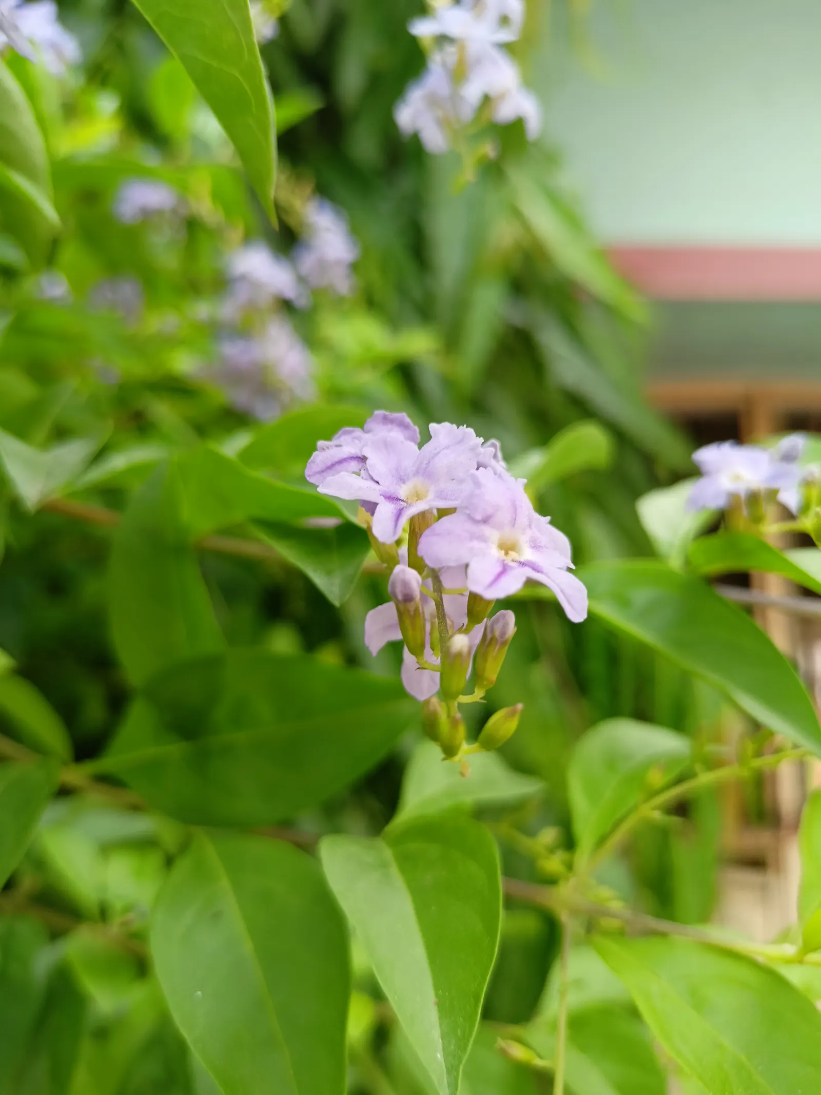 Sapphire Showers Sky Flower (Duranta Erecta 'Sapphire Showers') — Provide full sun for optimal blooming and plant in well-drained soil; its arching branches