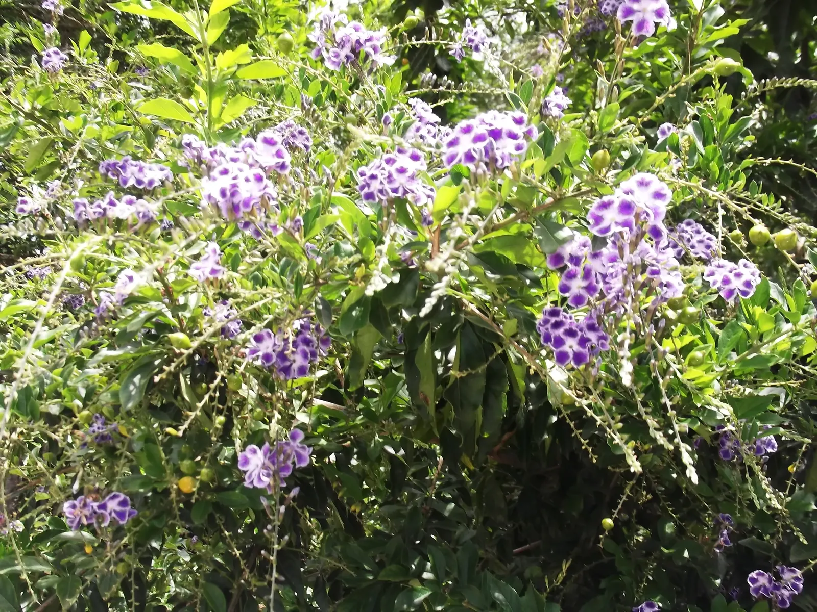 Sapphire Showers Sky Flower (Duranta Erecta 'Sapphire Showers') — Pruning will maintain a neat form and encourage denser foliage and blooms