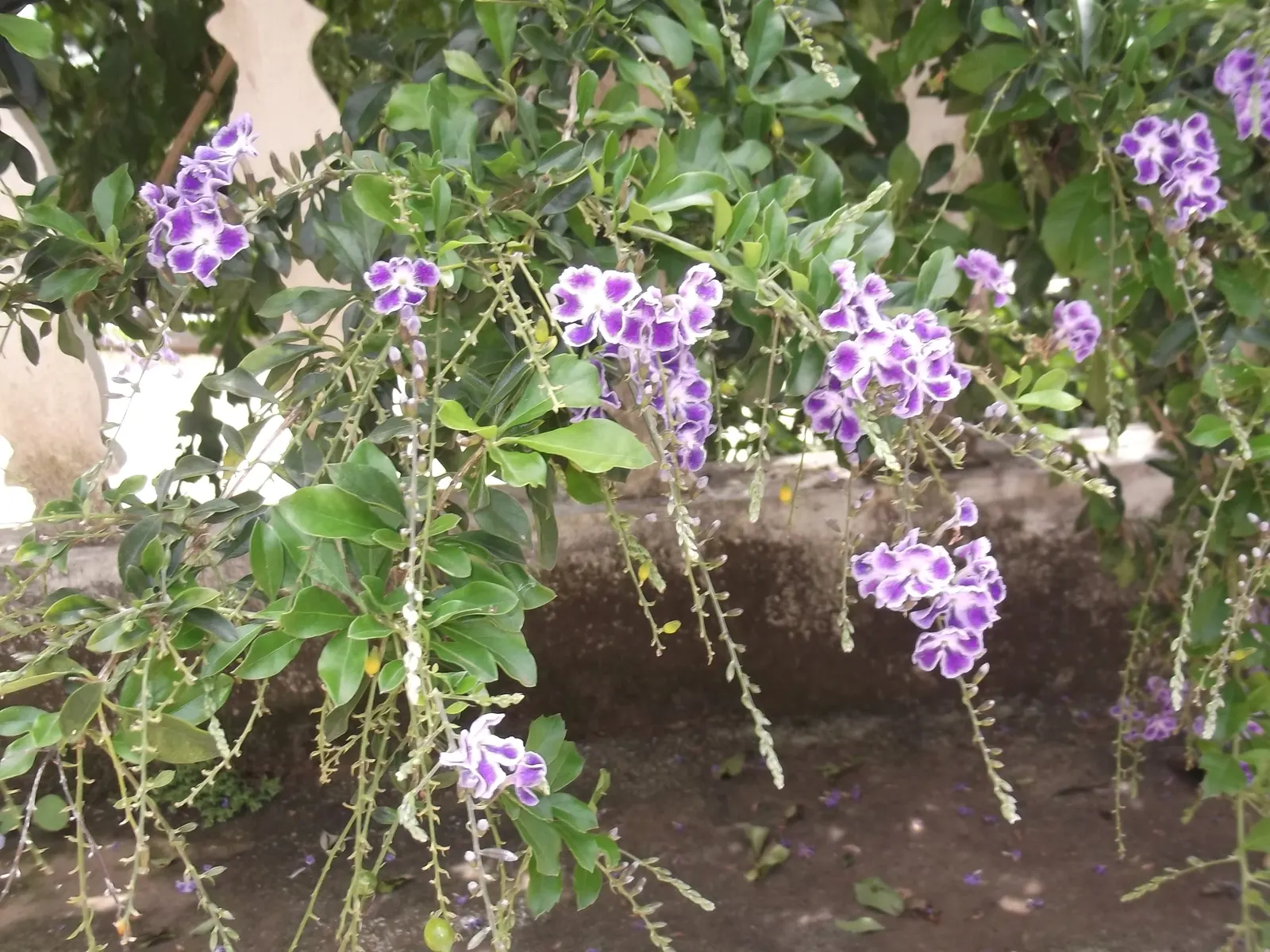 Sapphire Showers Sky Flower (Duranta Erecta 'Sapphire Showers') — multi-colored and purple and violet flowers in the garden