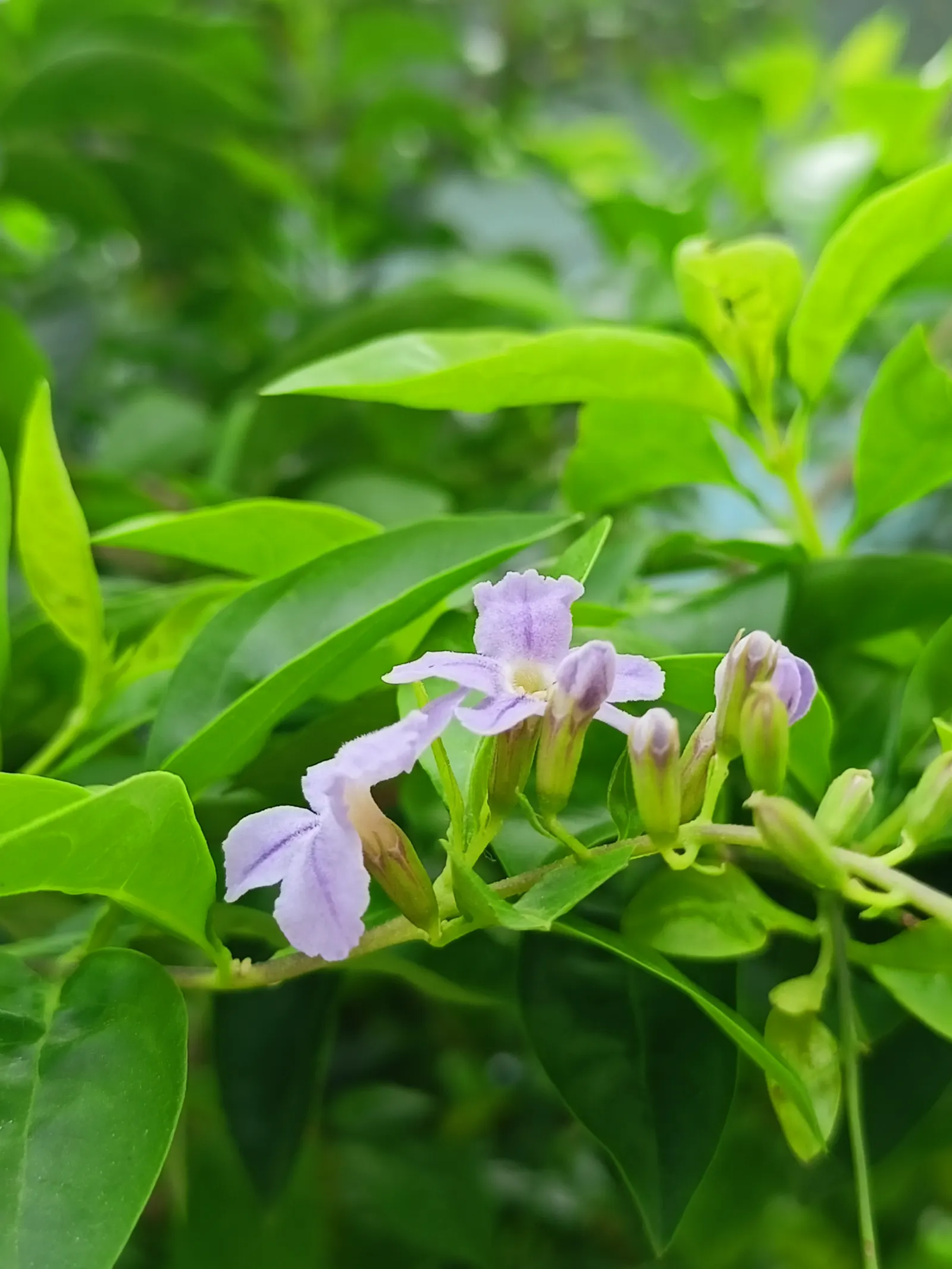 Sapphire Showers Sky Flower (Duranta Erecta 'Sapphire Showers') — Sapphire Showers prefers well-drained