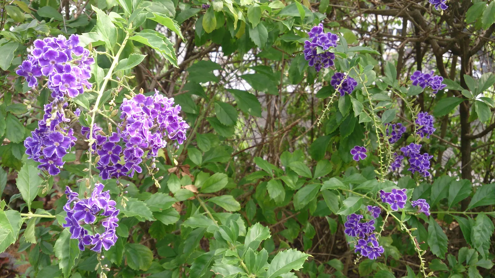 Sapphire Showers Sky Flower (Duranta Erecta 'Sapphire Showers') — Its arching branches display rich green
