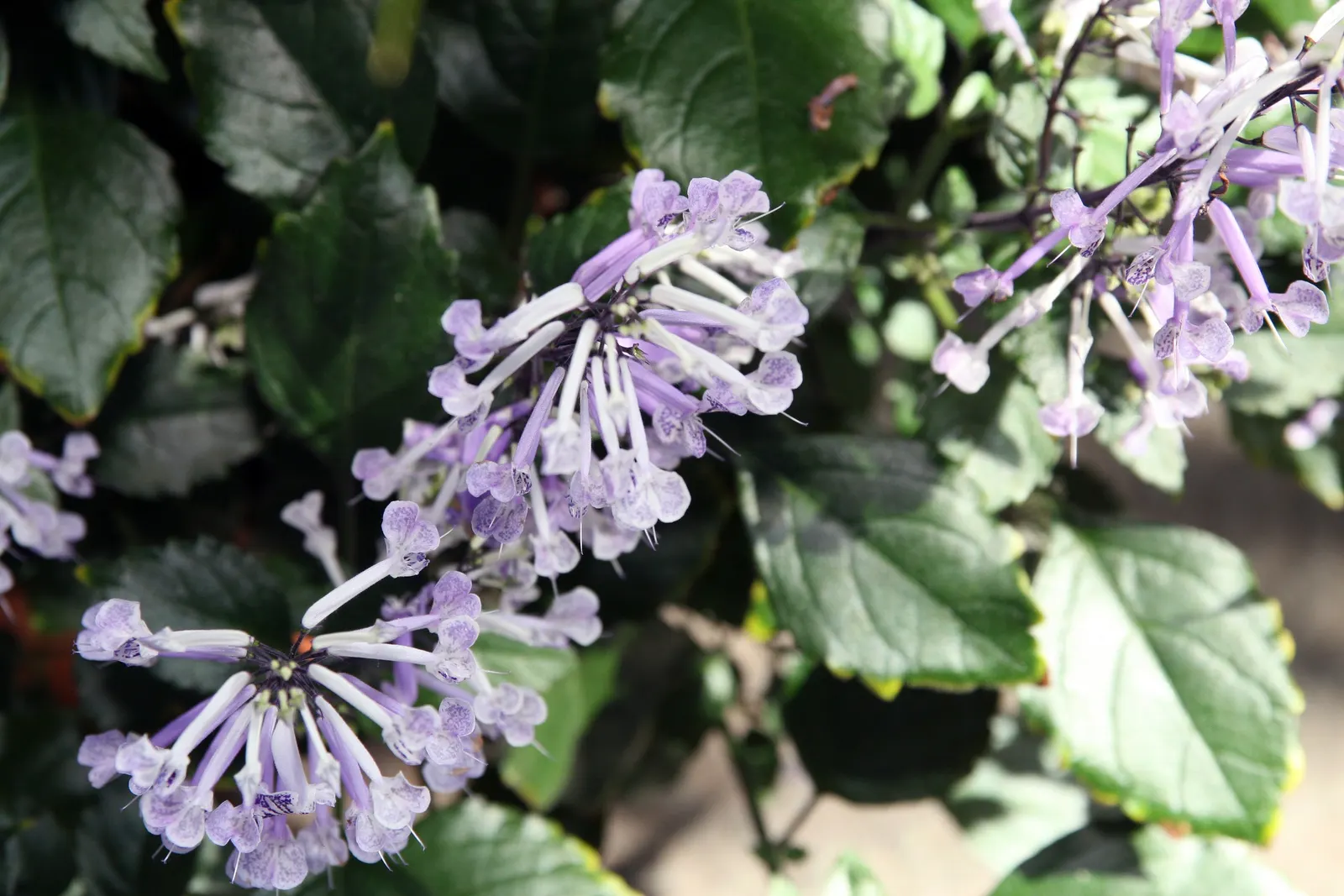 Sapphire Showers Sky Flower (Duranta Erecta 'Sapphire Showers') — a cultivar of Duranta erecta