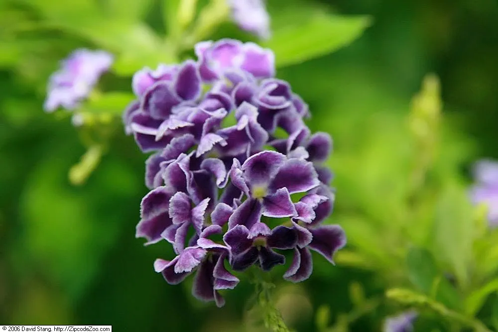 Sapphire Showers Sky Flower (Duranta Erecta 'Sapphire Showers') — commonly referred to as Sapphire Showers Sky Flower