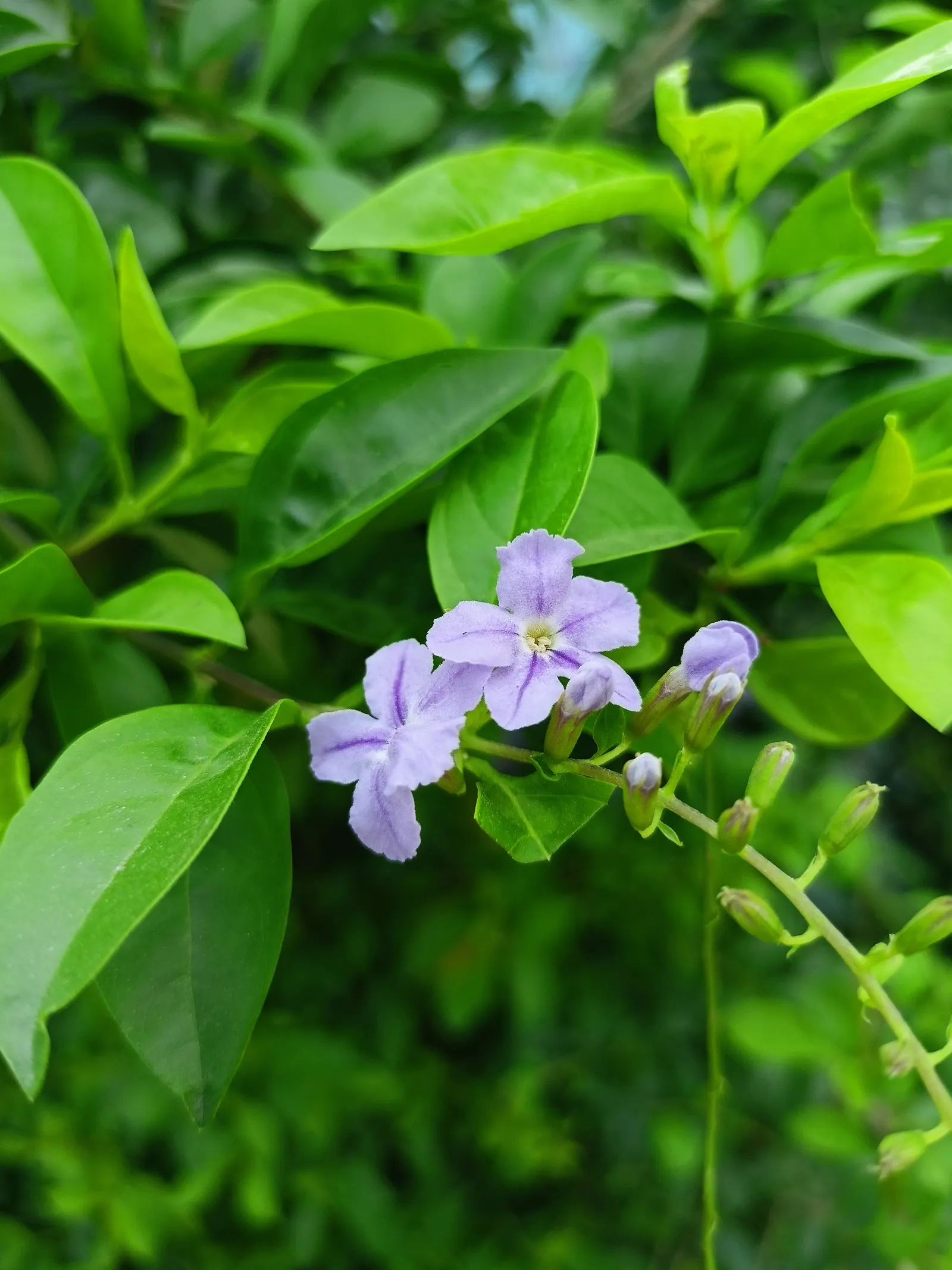Sapphire Showers Sky Flower (Duranta Erecta 'Sapphire Showers') — shrub with multi-colored and purple and violet blooms