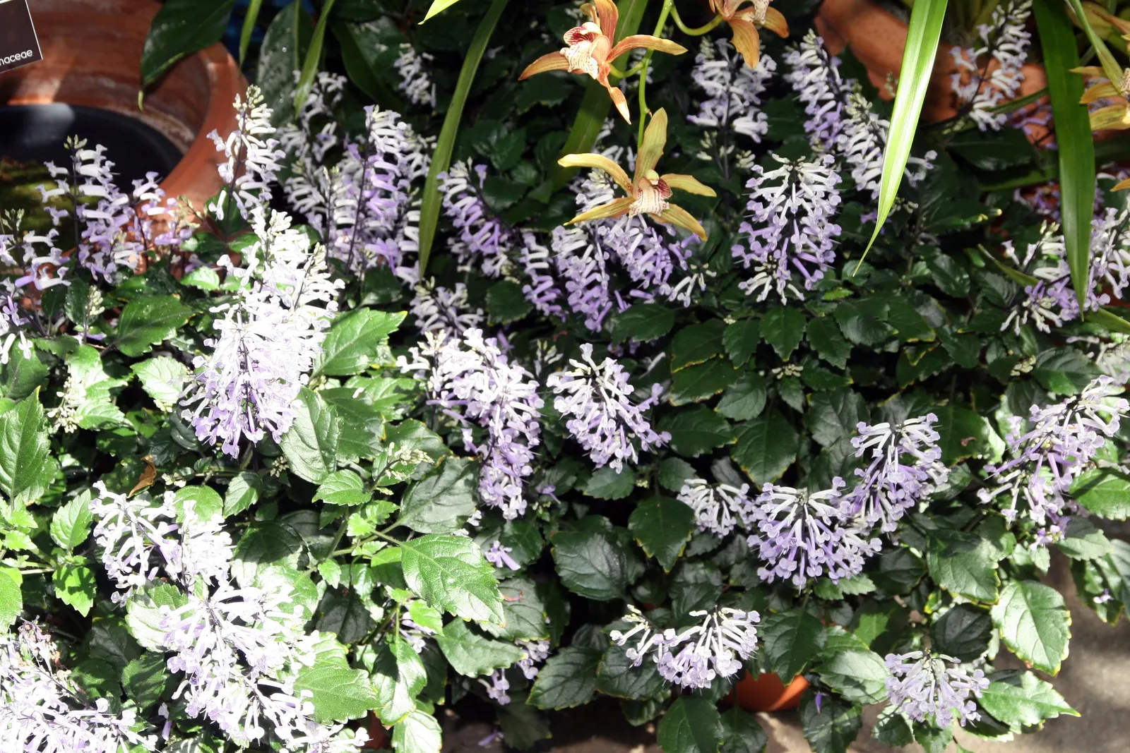 Sapphire Showers Sky Flower (Duranta Erecta 'Sapphire Showers') — Small golden berries follow the blooms, adding interest but take caution as they are toxic if