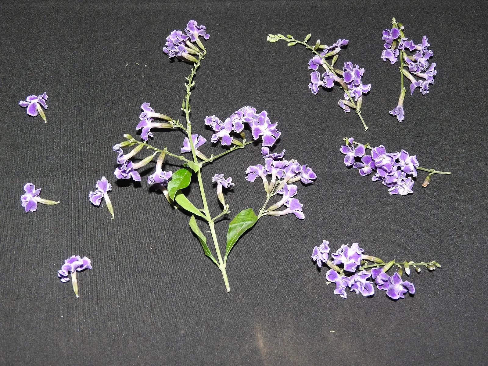 Sapphire Showers Sky Flower (Duranta Erecta 'Sapphire Showers') — especially in the growing season