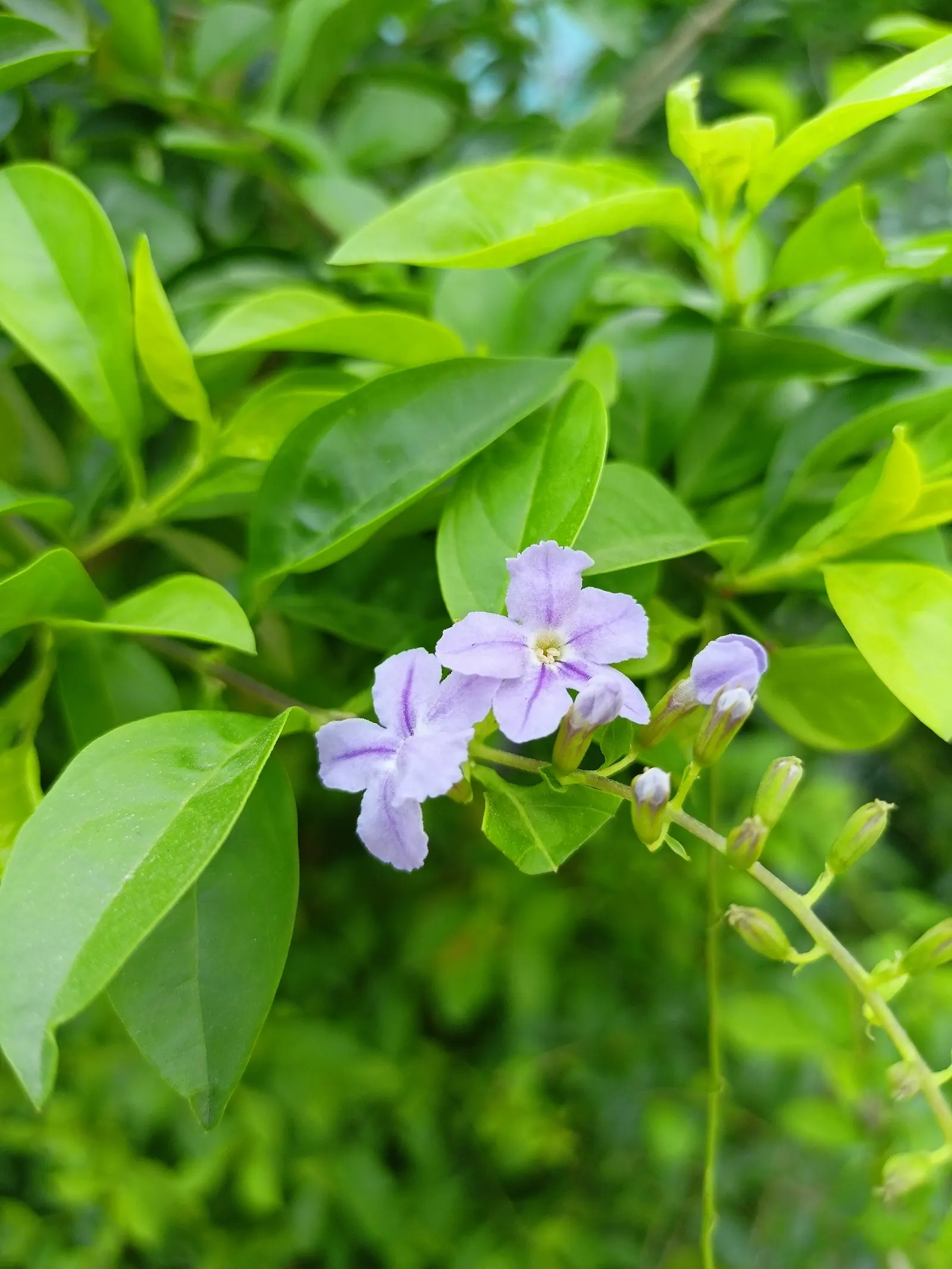 Sapphire Showers Sky Flower (Duranta Erecta 'Sapphire Showers') — Regular pruning maintains its shape
