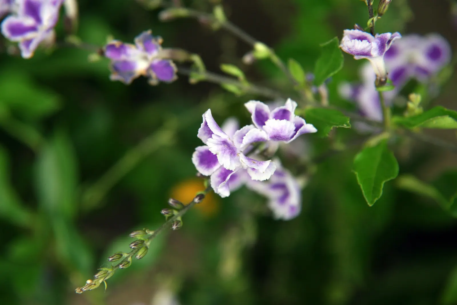 Sapphire Showers Sky Flower (Duranta Erecta 'Sapphire Showers') — with a spread of 3 to 5 feet