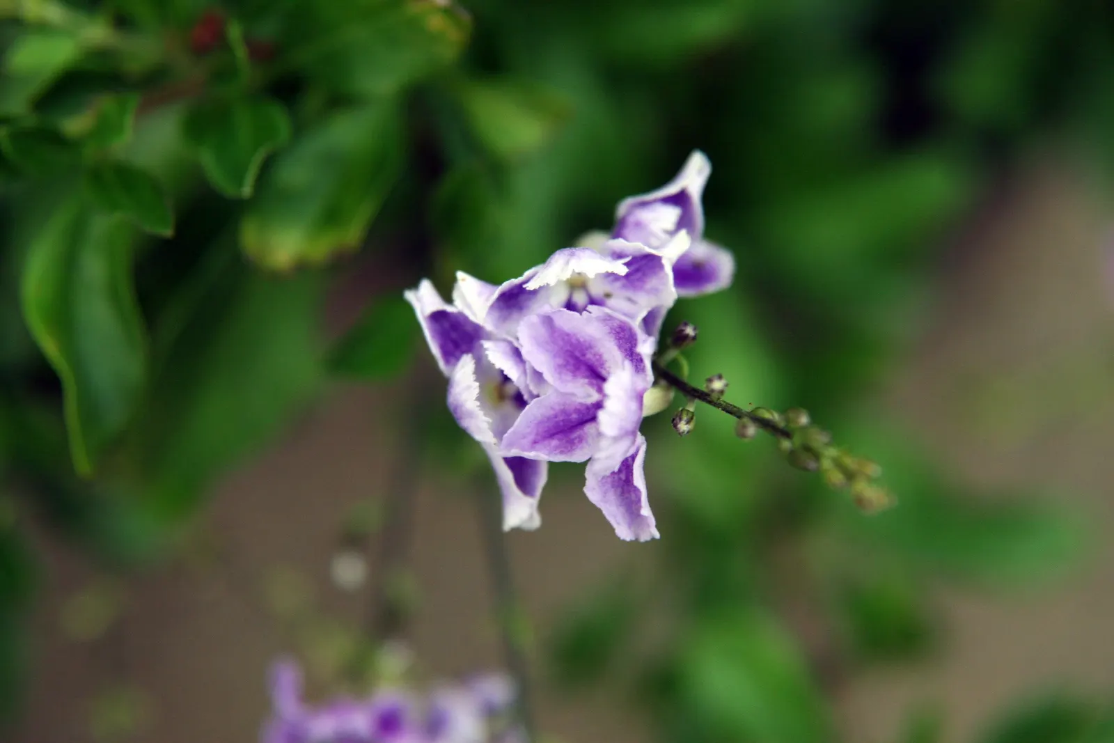 Sapphire Showers Sky Flower (Duranta Erecta 'Sapphire Showers') — the plant sometimes follows its flowers with yellow-orange berries that attract an array of
