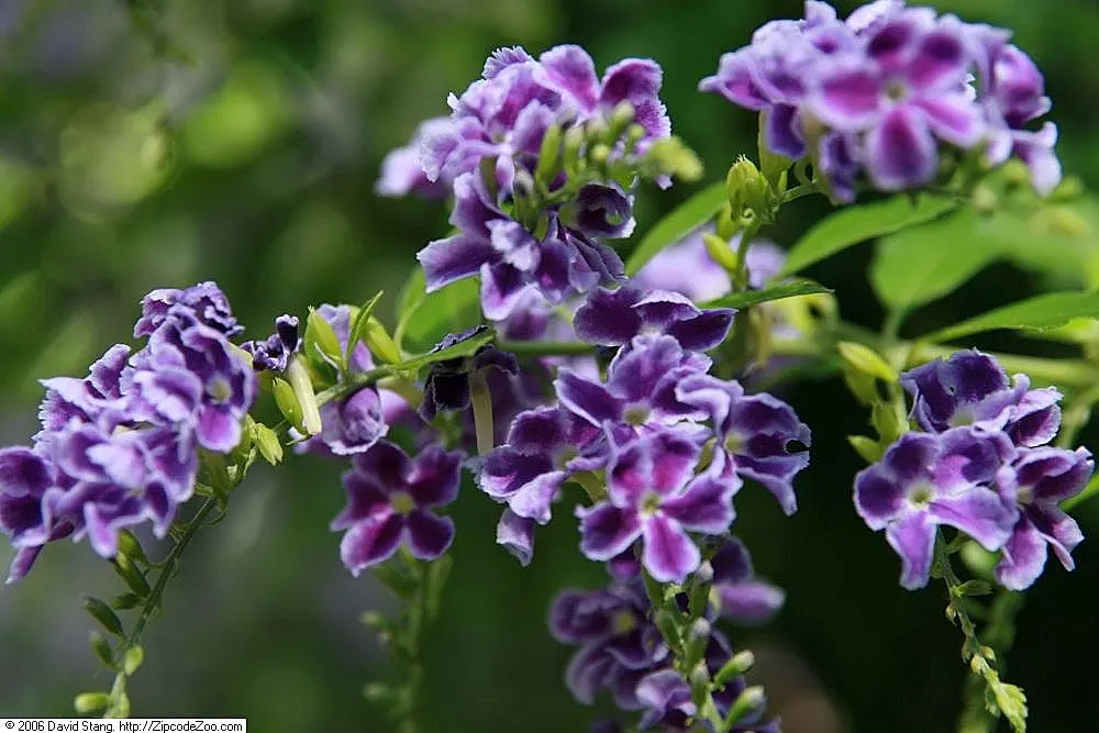 Sapphire Showers Sky Flower (Duranta Erecta 'Sapphire Showers') — and its berries are toxic when ingested.<br><br>Thriving in full sun to partial shade