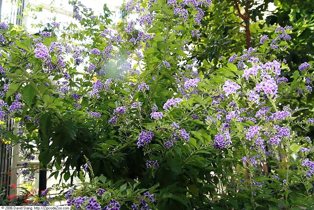 Sapphire Showers Sky Flower (Duranta Erecta 'Sapphire Showers') — As a landscape architect assistant