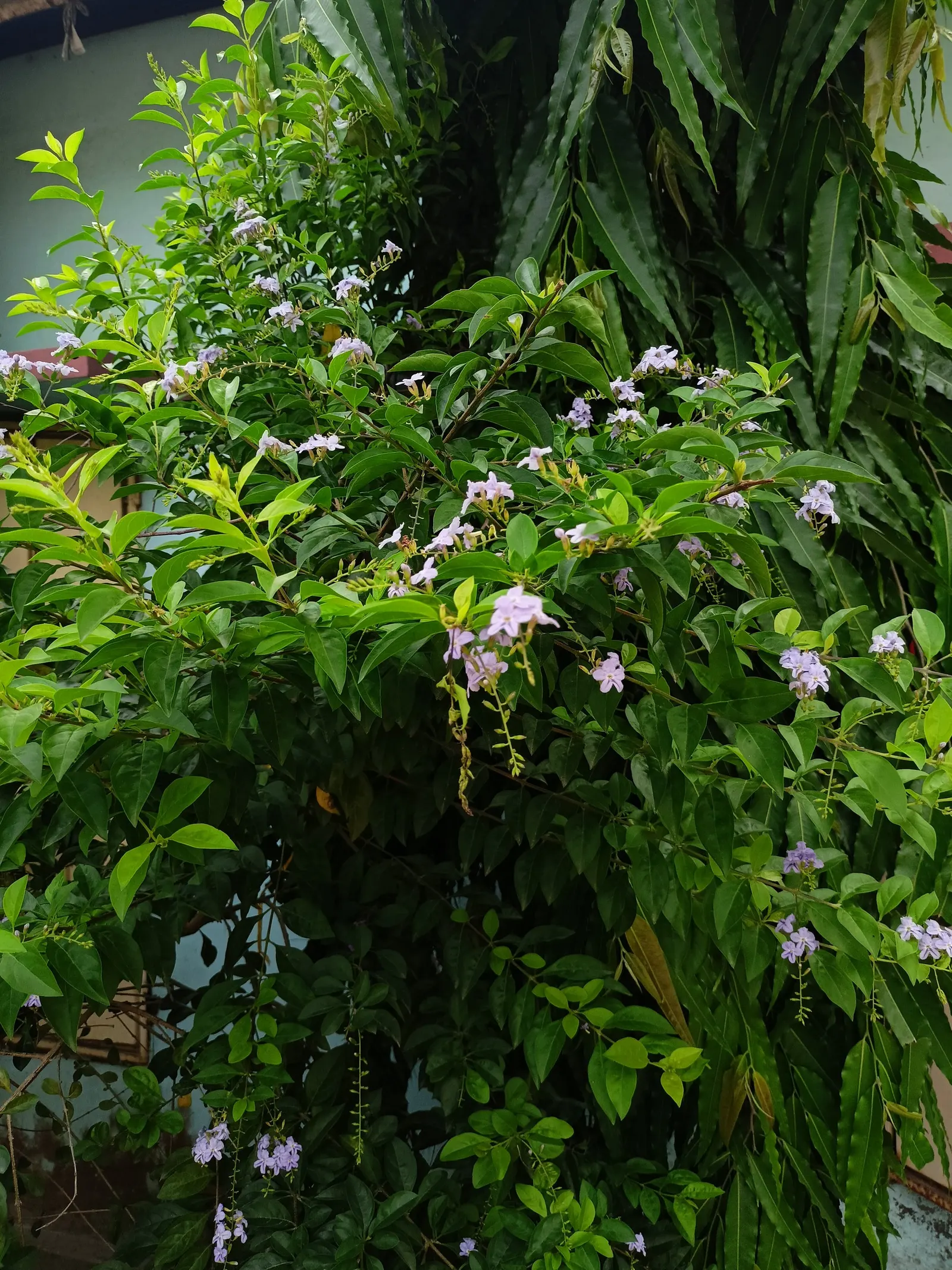 Sapphire Showers Sky Flower (Duranta Erecta 'Sapphire Showers') — Provide full sun for optimal blooming and plant in well-drained soil