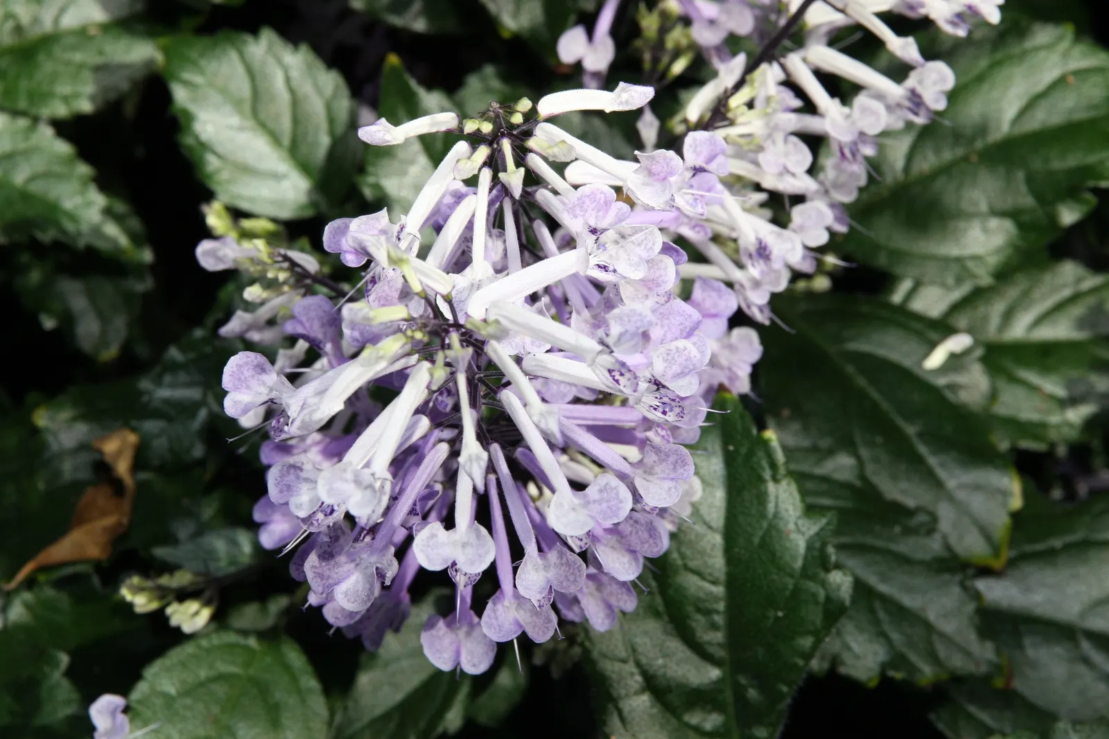 Sapphire Showers Sky Flower (Duranta Erecta 'Sapphire Showers') — It flourishes in USDA zones 9-11, quickly reaching heights of 4-6 feet with a spread of 3-5