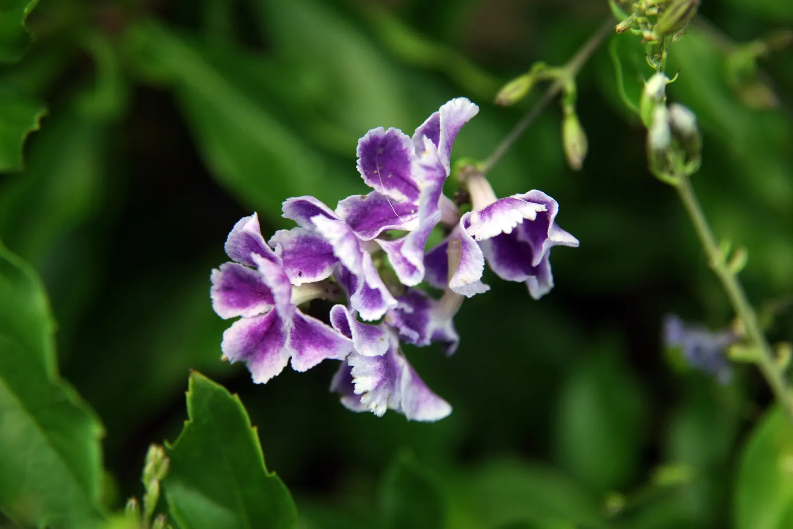 Sapphire Showers Sky Flower (Duranta Erecta 'Sapphire Showers') — typically reaches a mature height of 4 to 6 feet