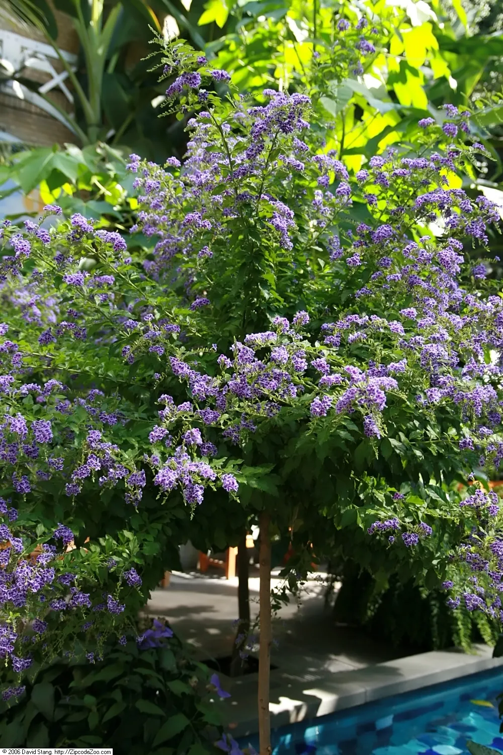 Sapphire Showers Sky Flower (Duranta Erecta 'Sapphire Showers') — Regular pruning maintains its shape; especially in the growing season